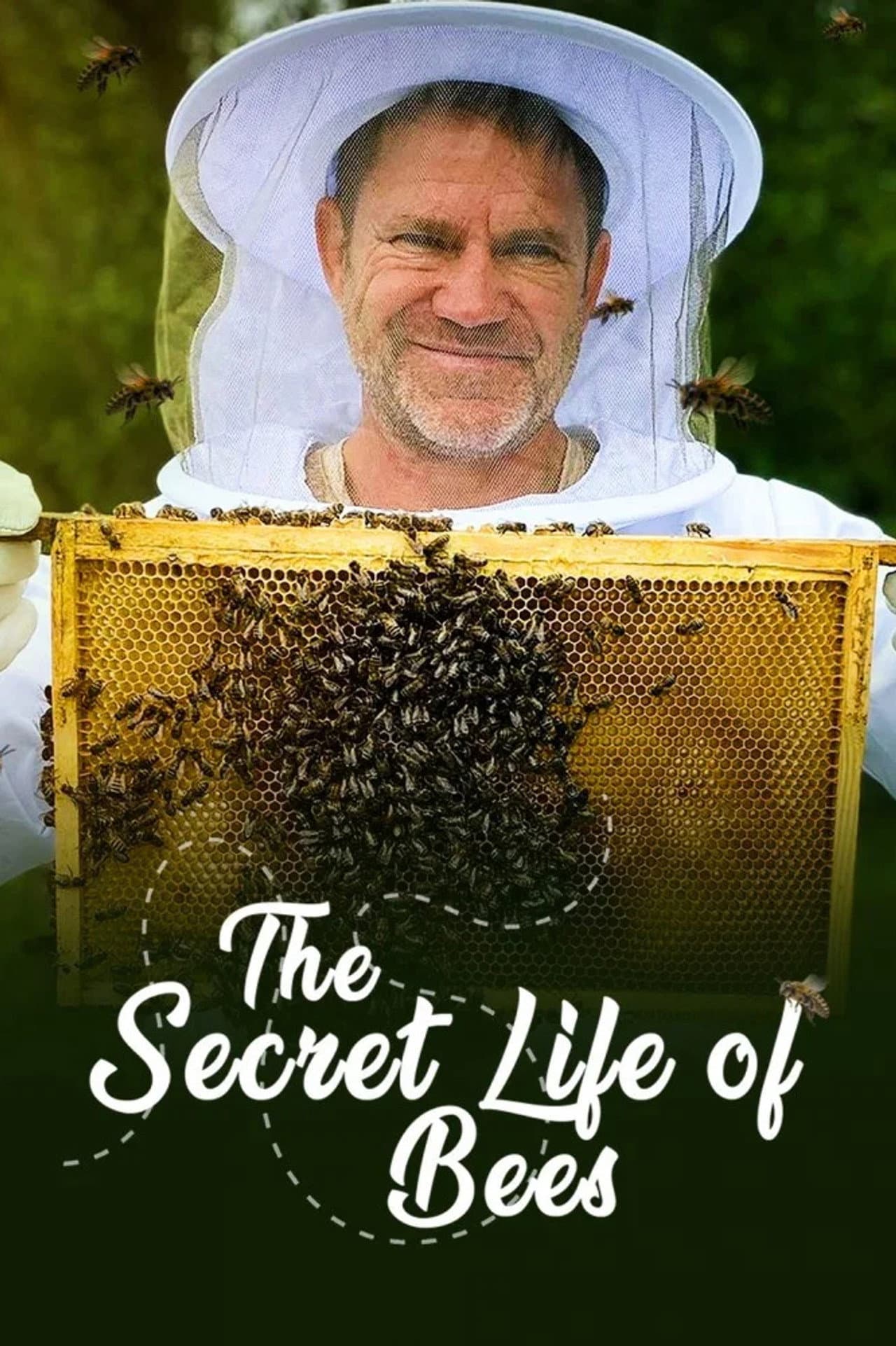 Limited Series