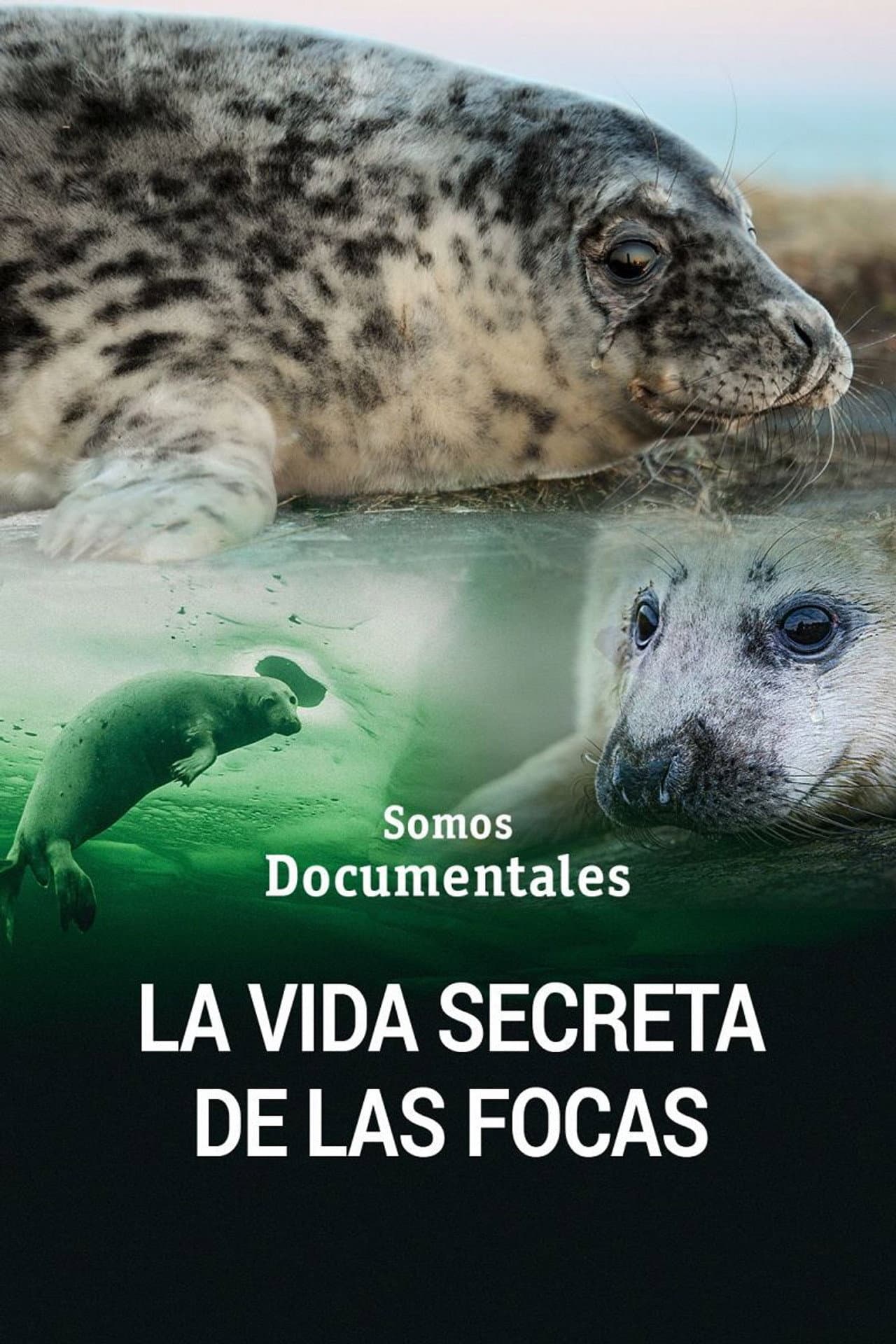 The Secret Life of the Seal preview 2