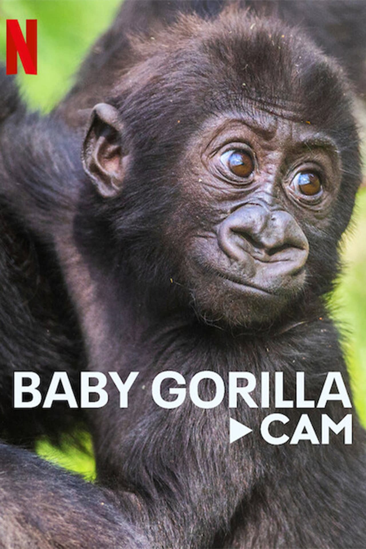 Baby Gorilla Cam preview 2