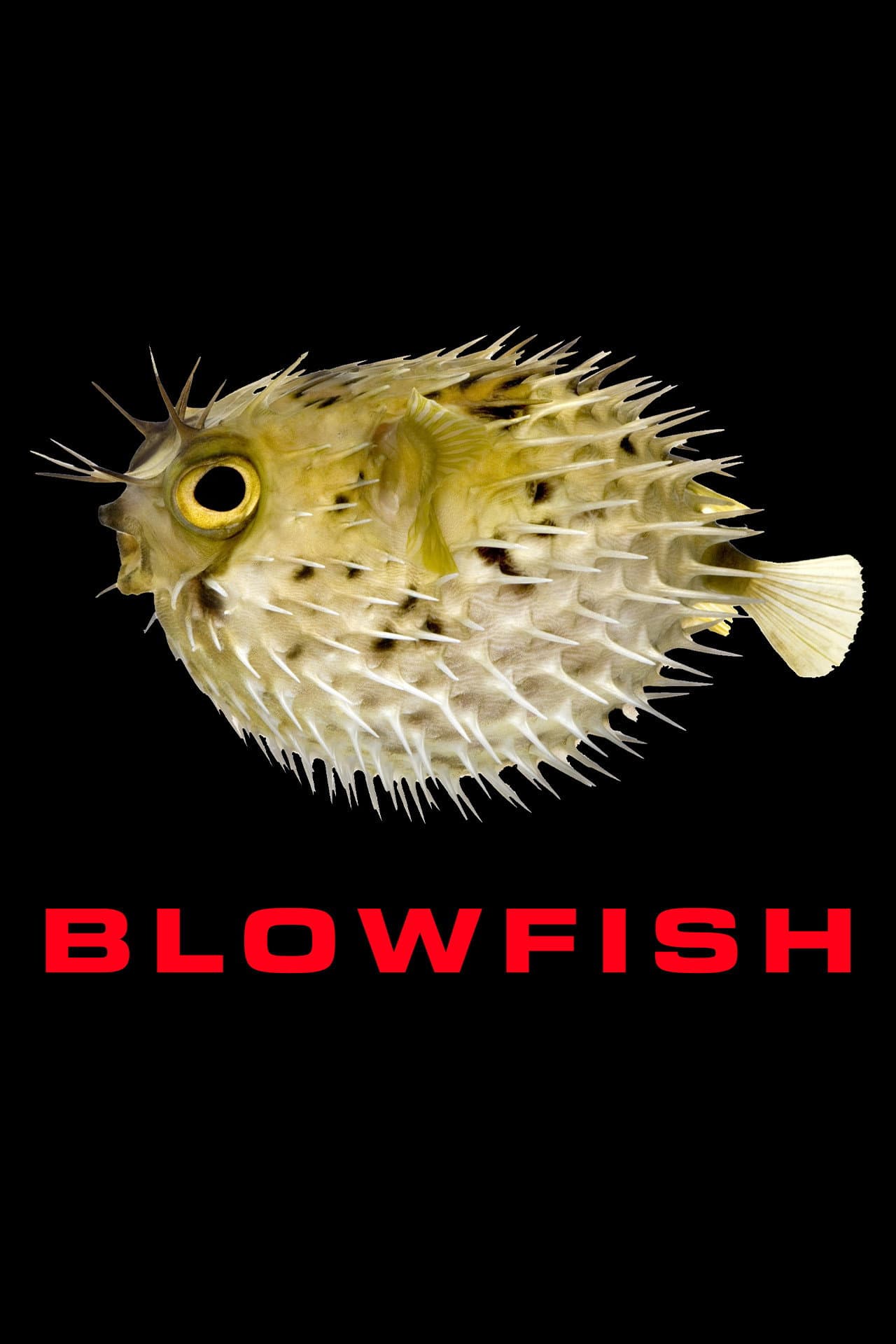 Blowfish preview 2