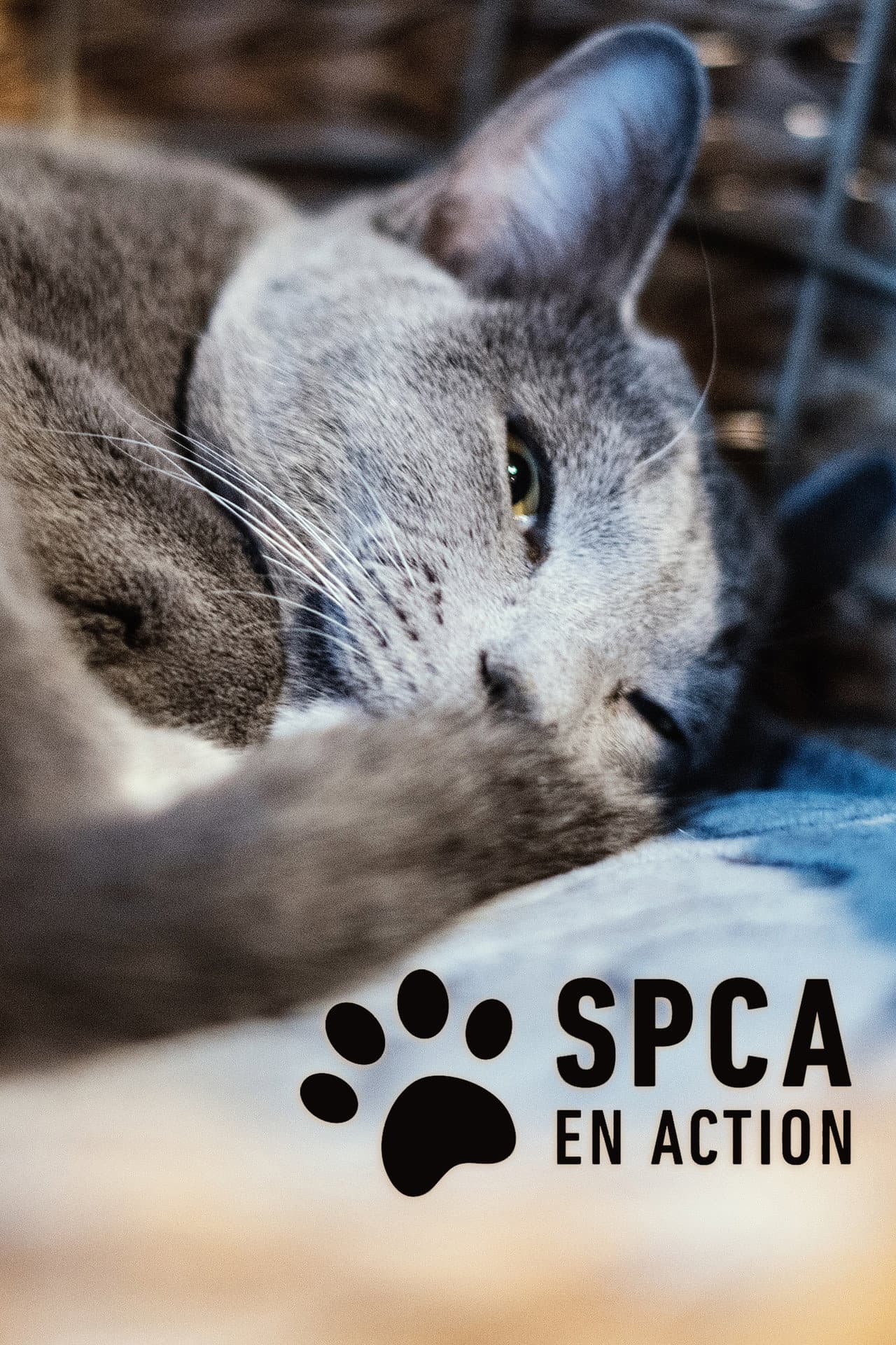 SPCA en action preview 2