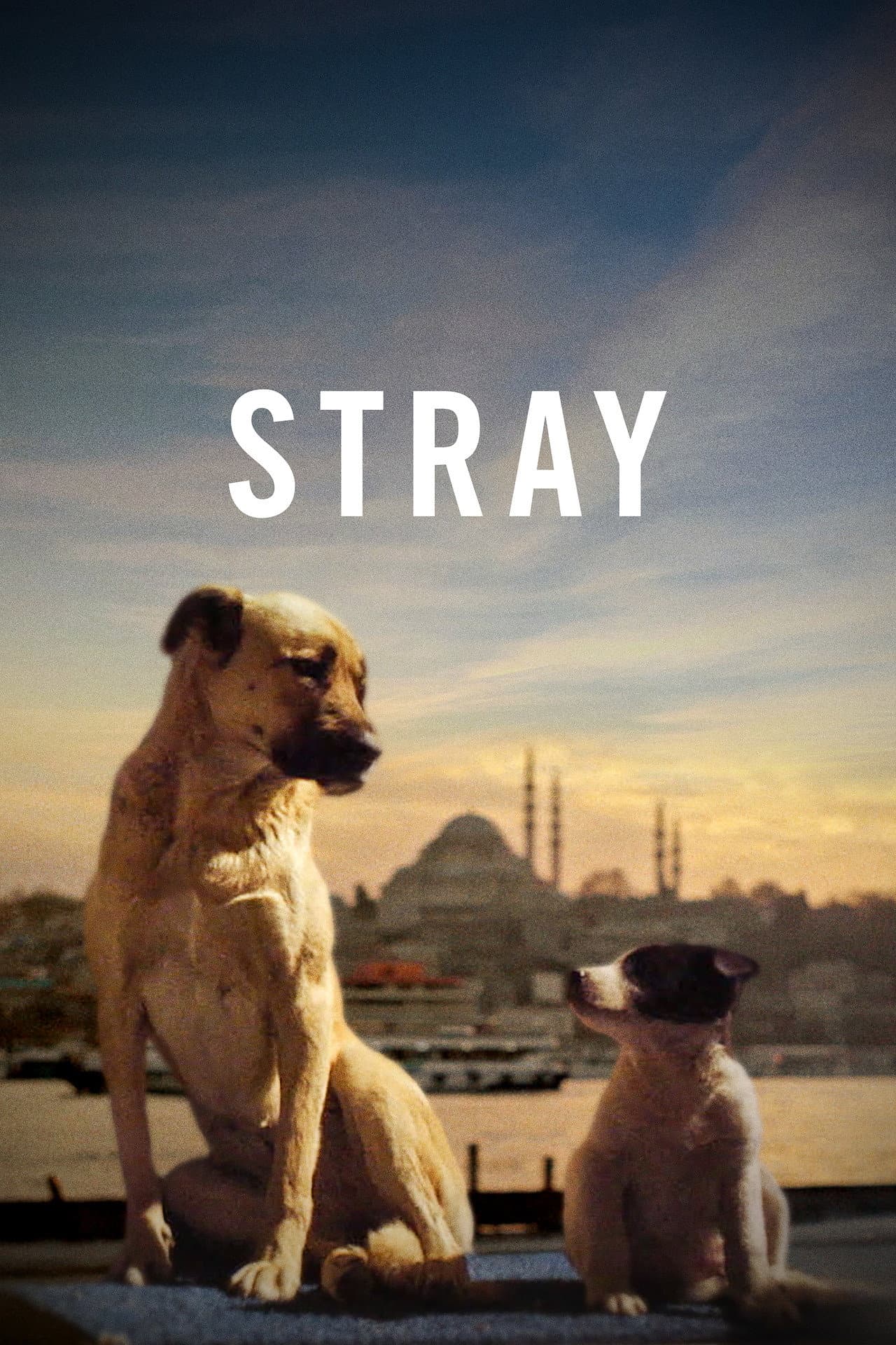 Stray preview 2
