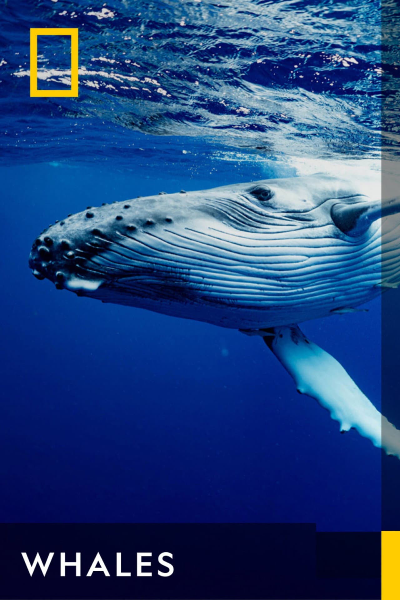 Whales preview 2