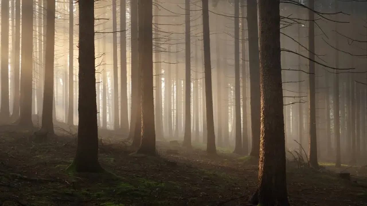 Secrets of the Enchanted Forests