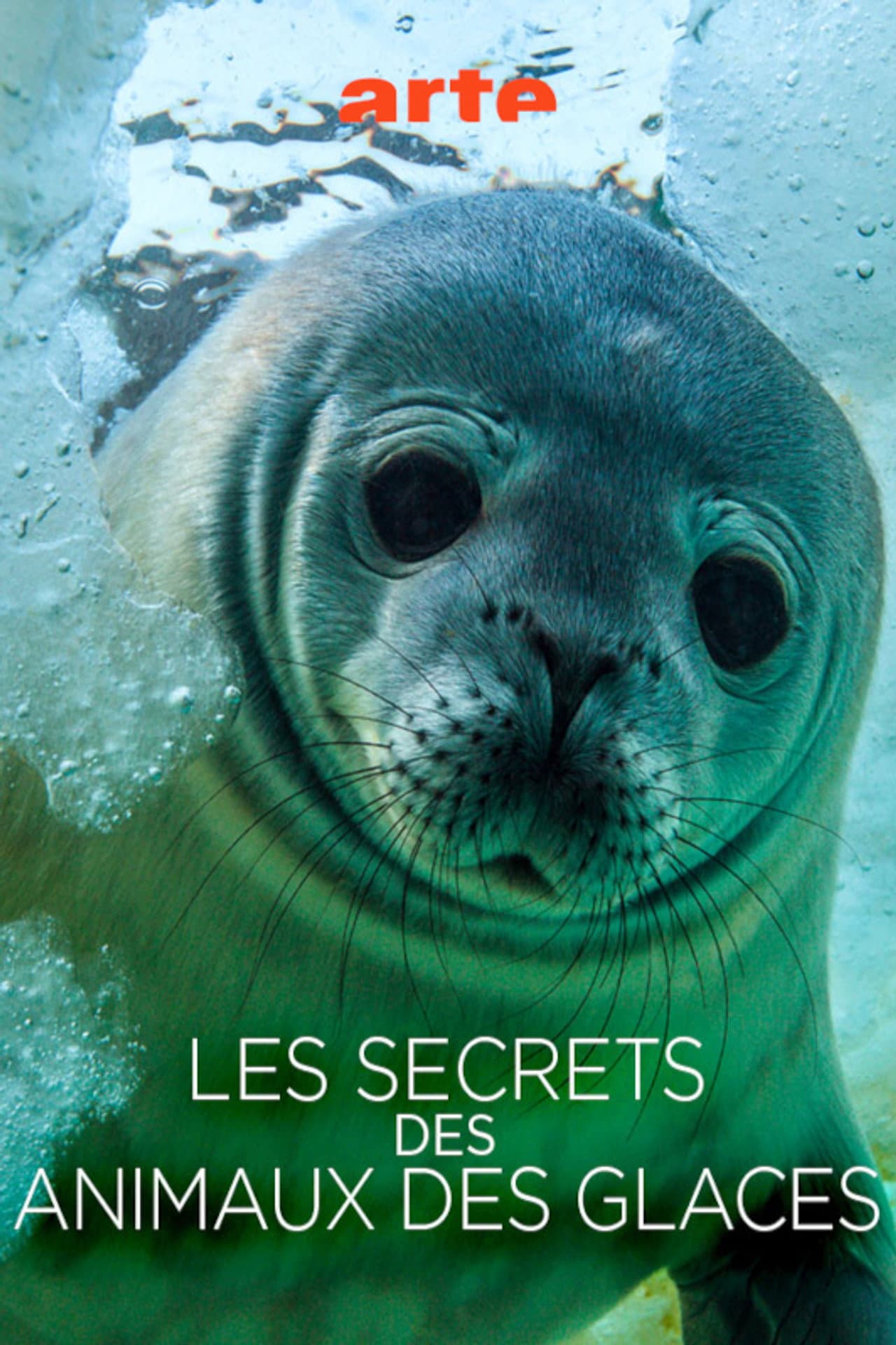Les Secrets des Animaux des Glaces preview 2
