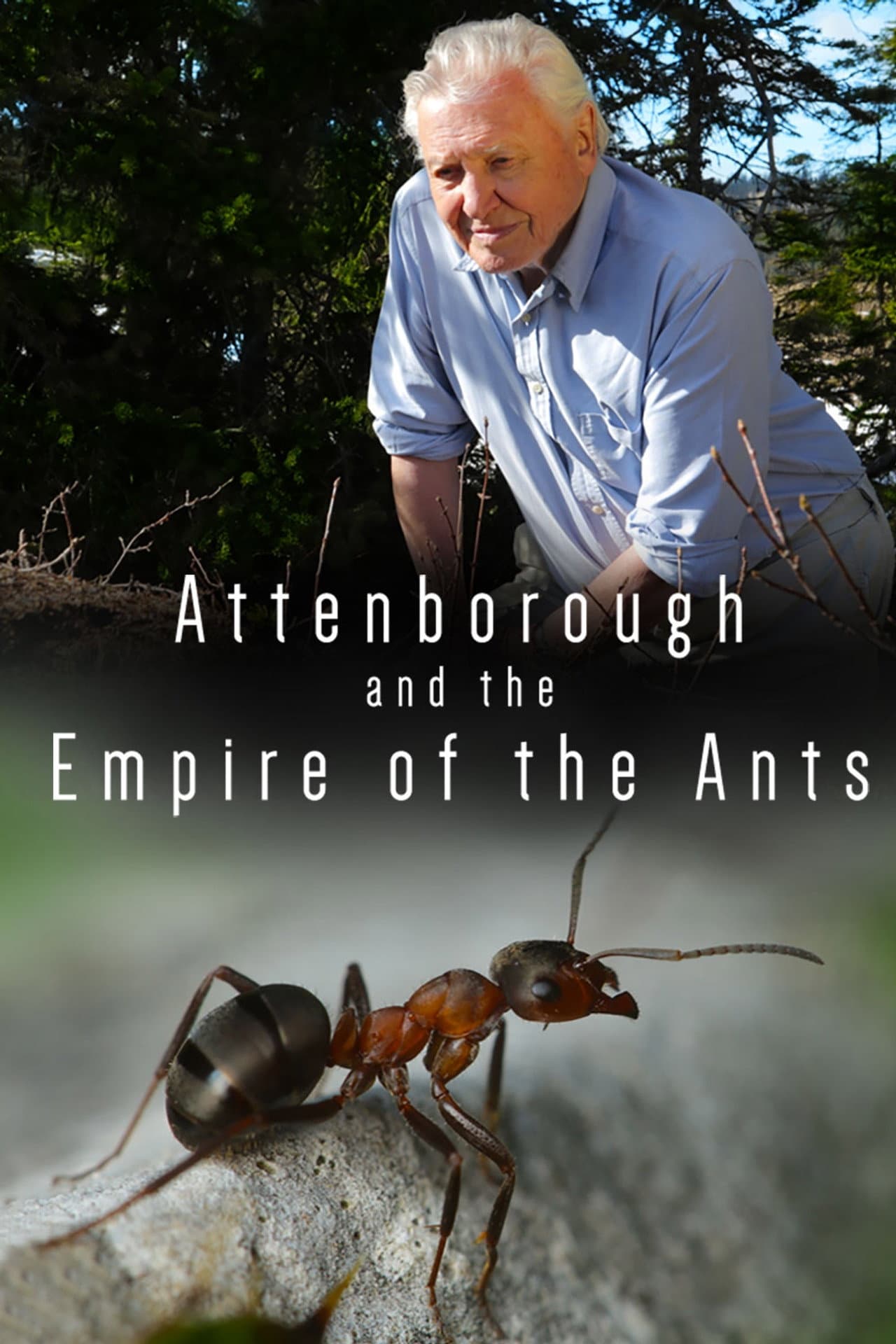Attenborough and the Empire of the Ants preview 2