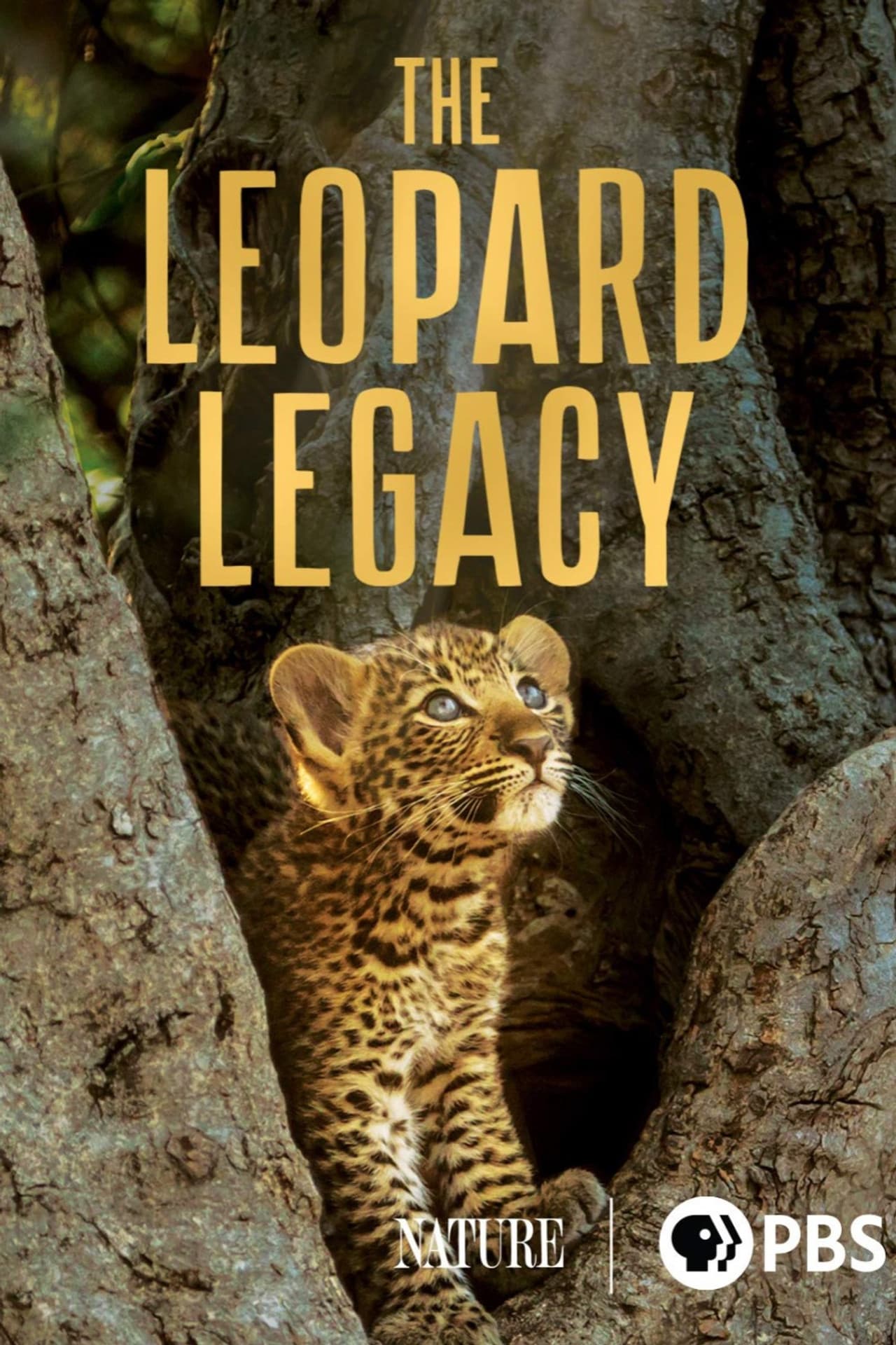 The Leopard Legacy preview 2
