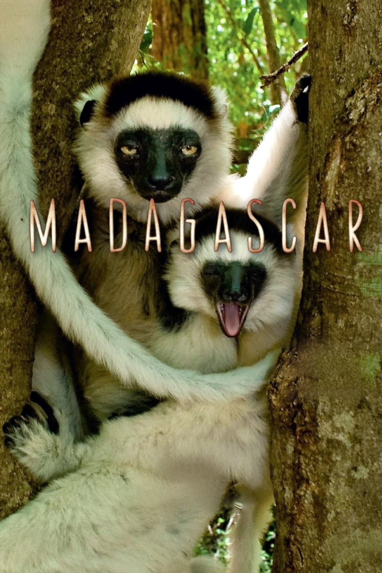 Madagascar preview 2
