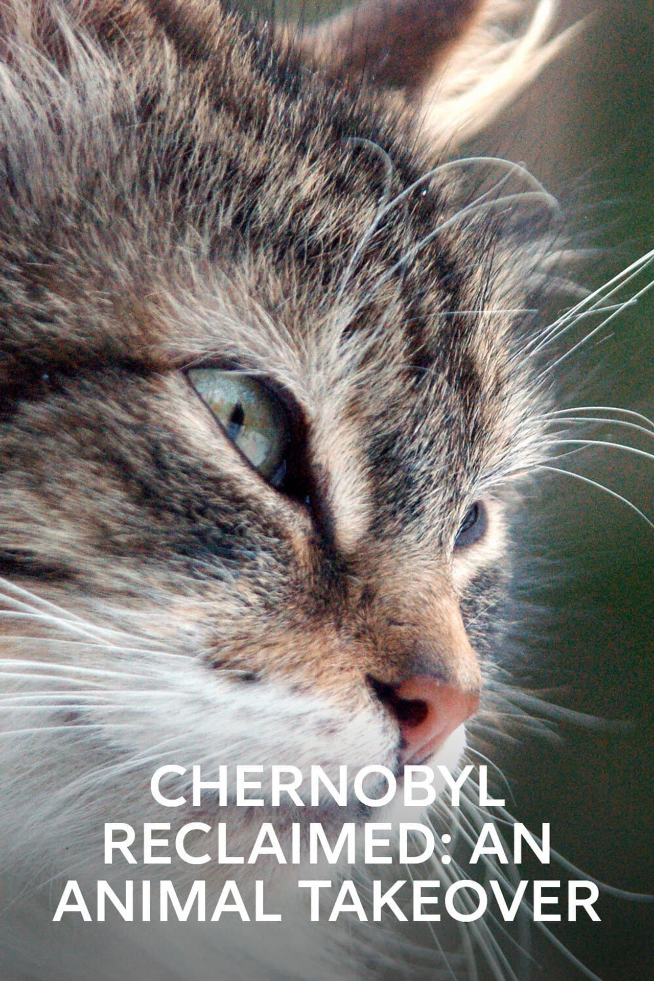 Chernobyl Reclaimed: An Animal Takeover preview 2