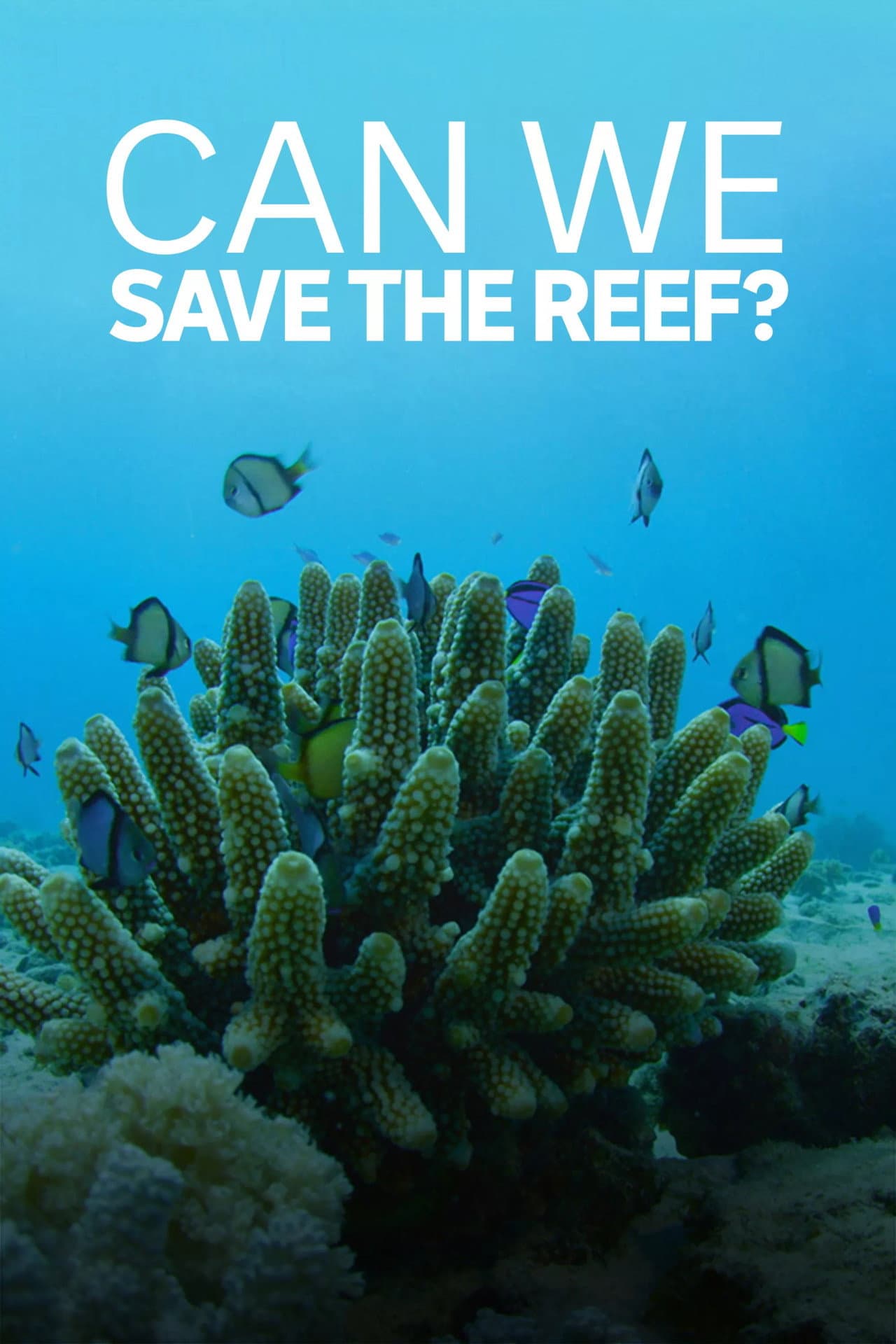 Can We Save the Reef? preview 2