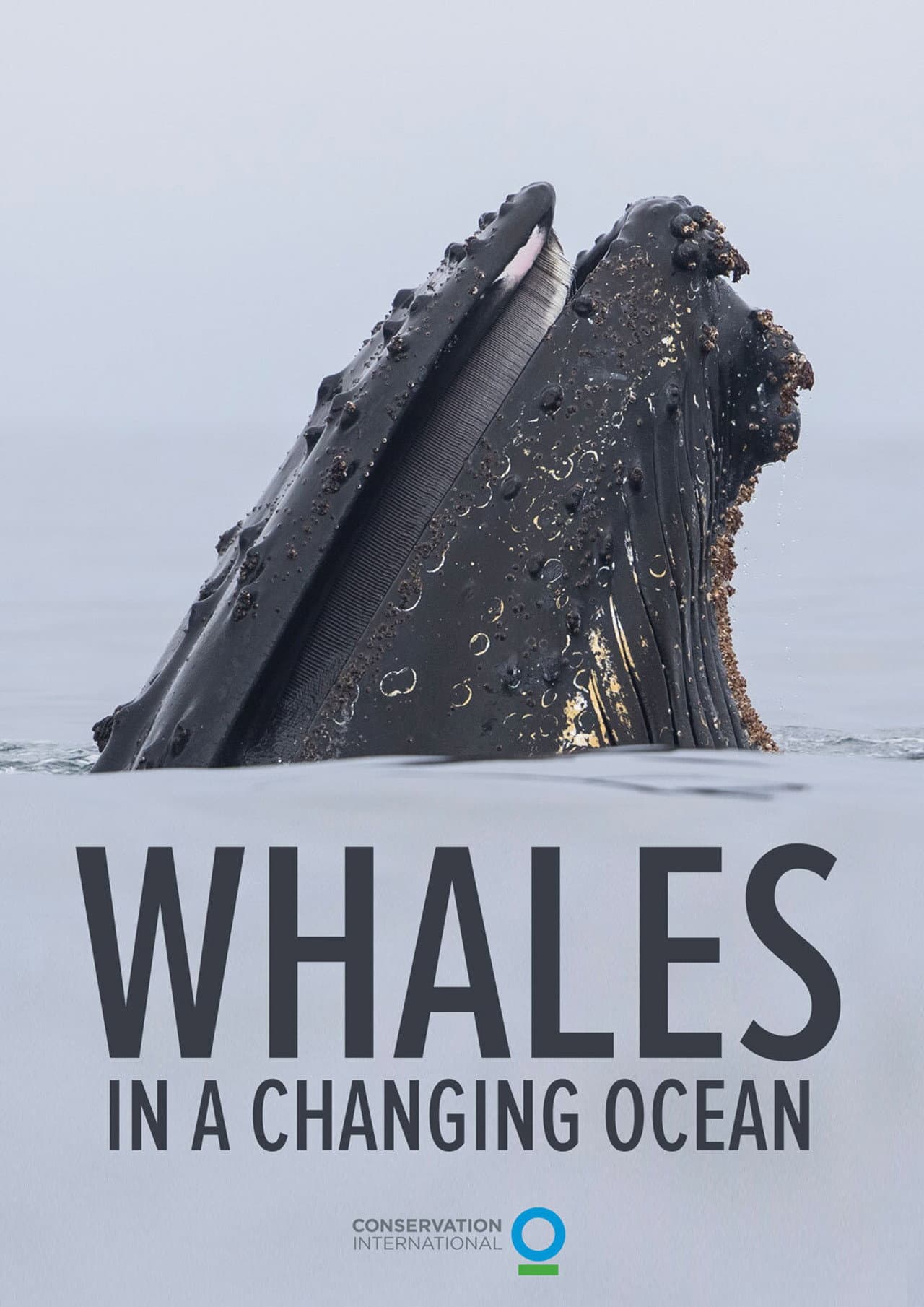 Whales in a Changing Ocean preview 2