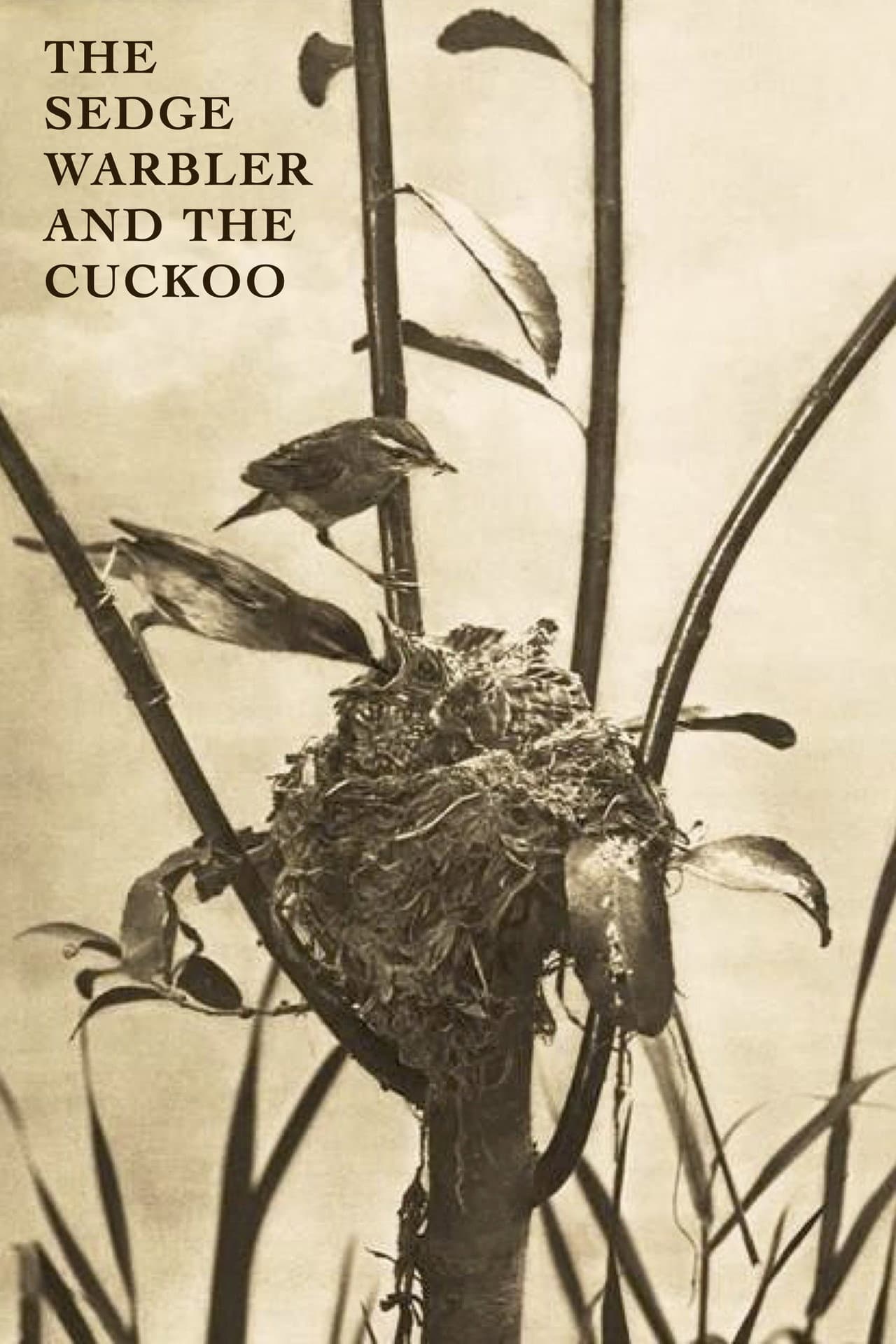 The Sedge Warbler and the Cuckoo preview 1