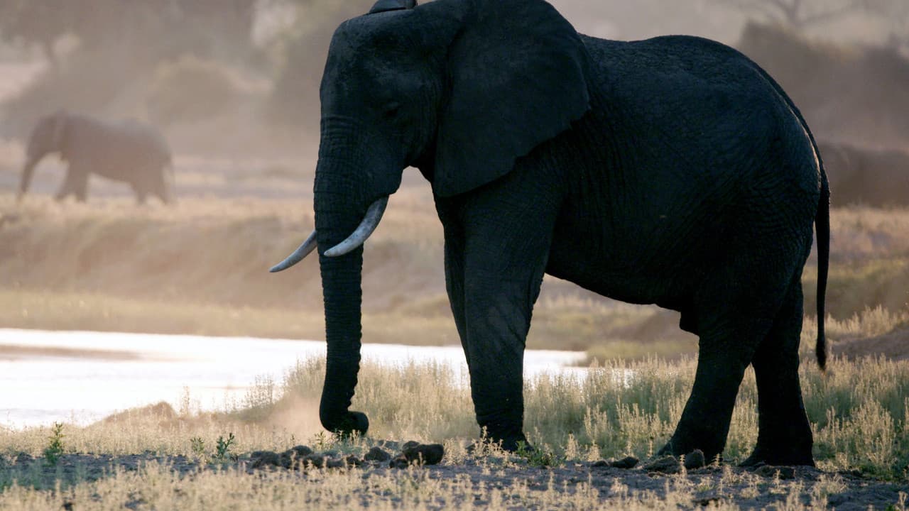 Katavi Nationalpark Tansania