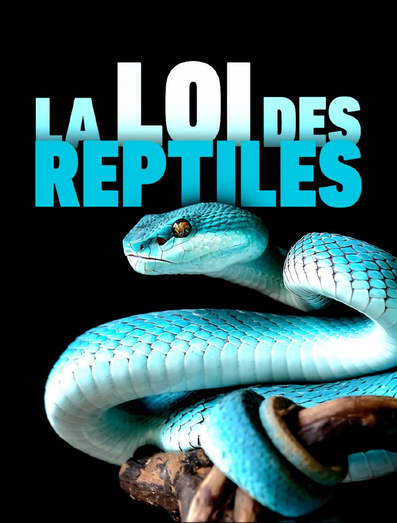 The Law of Reptiles preview 2