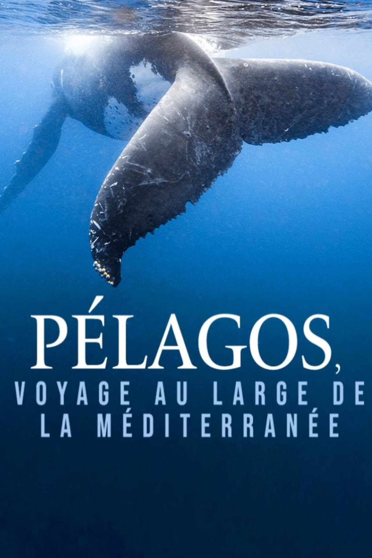 Pélagos, voyage au large de la Méditerranée preview 1