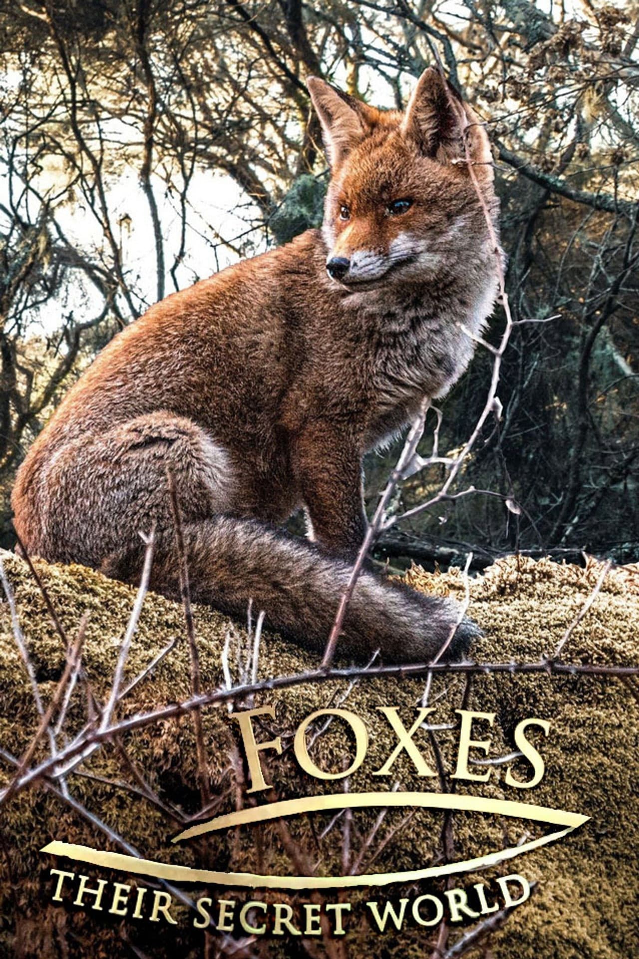 Foxes: Their Secret World preview 2