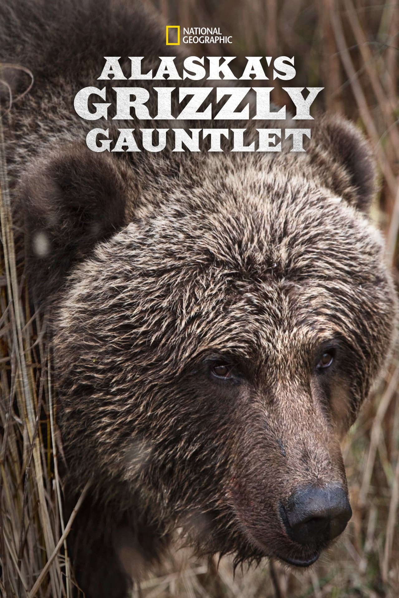 Alaska's Grizzly Gauntlet preview 2