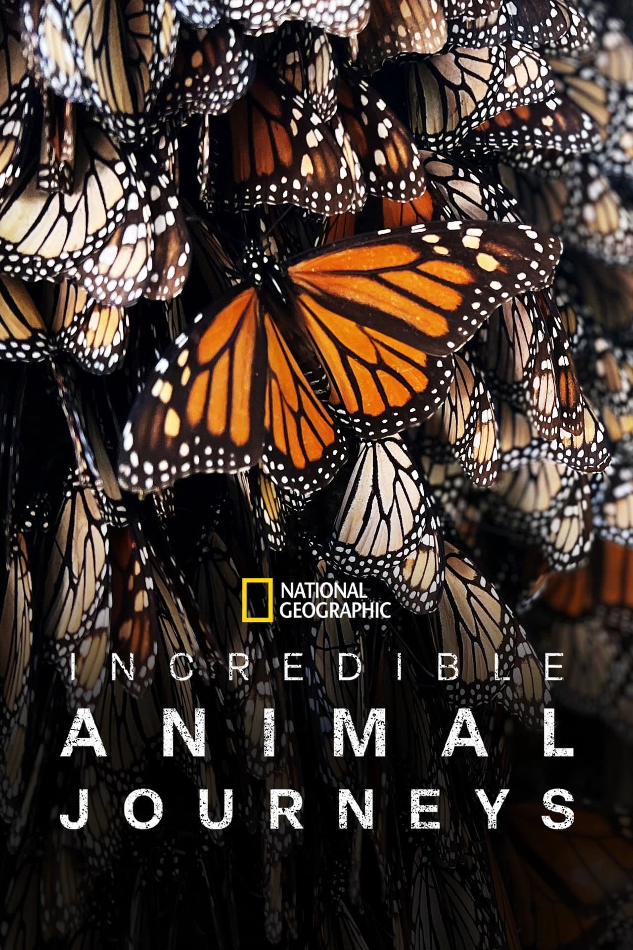 Incredible Animal Journeys preview 2