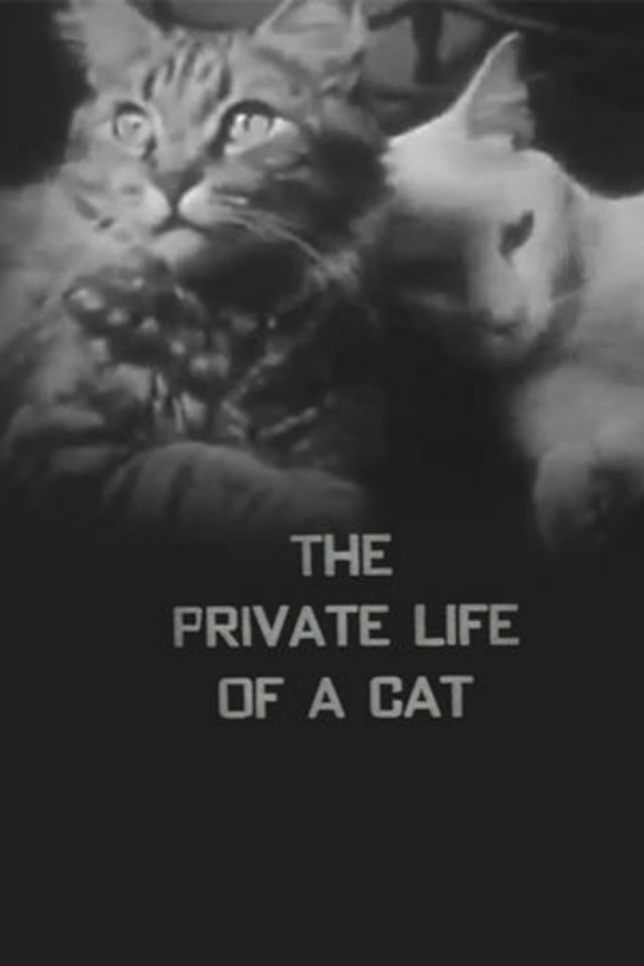 The Private Life of a Cat preview 2