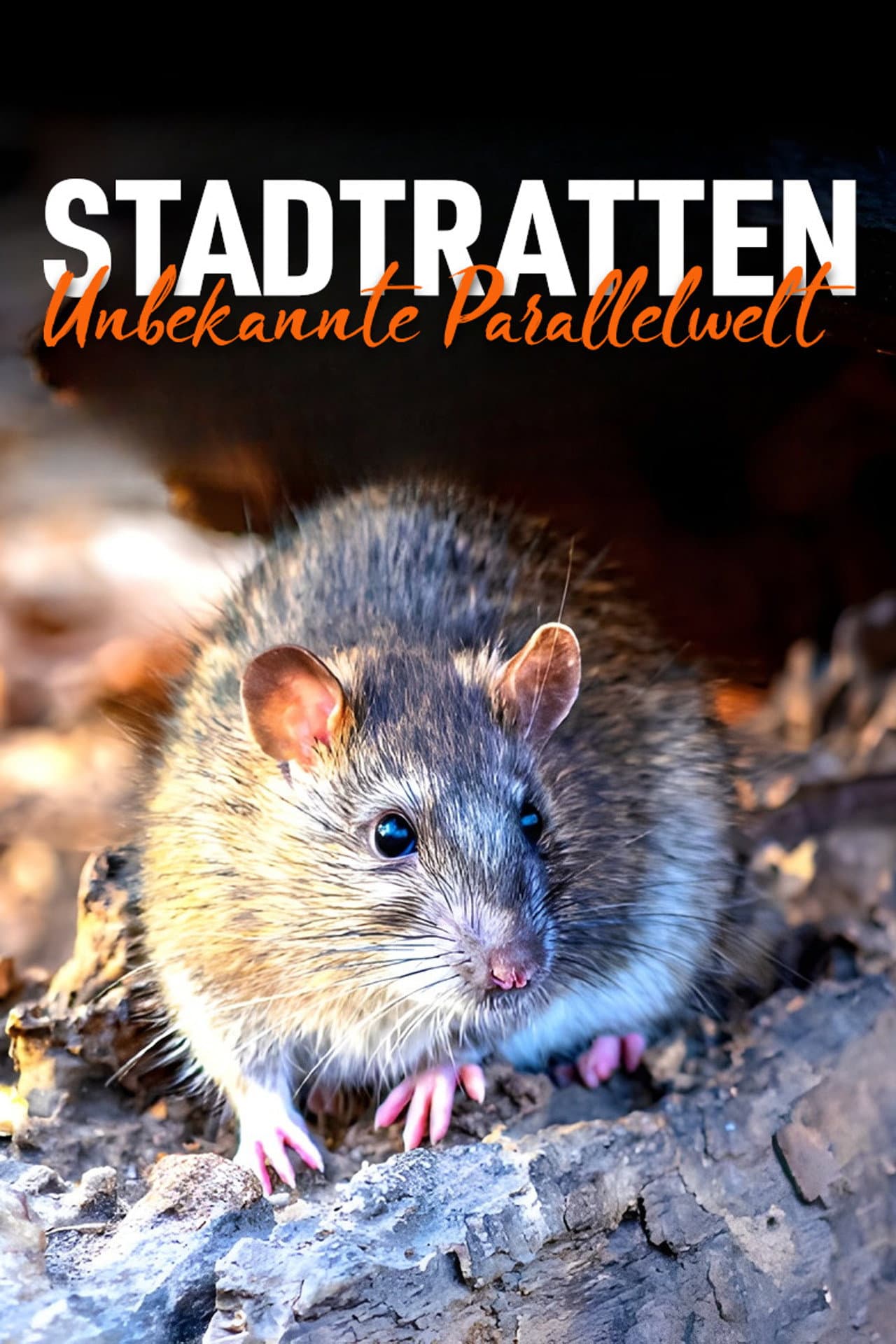 Stadtratten - Unbekannte Parallelwelt preview 2
