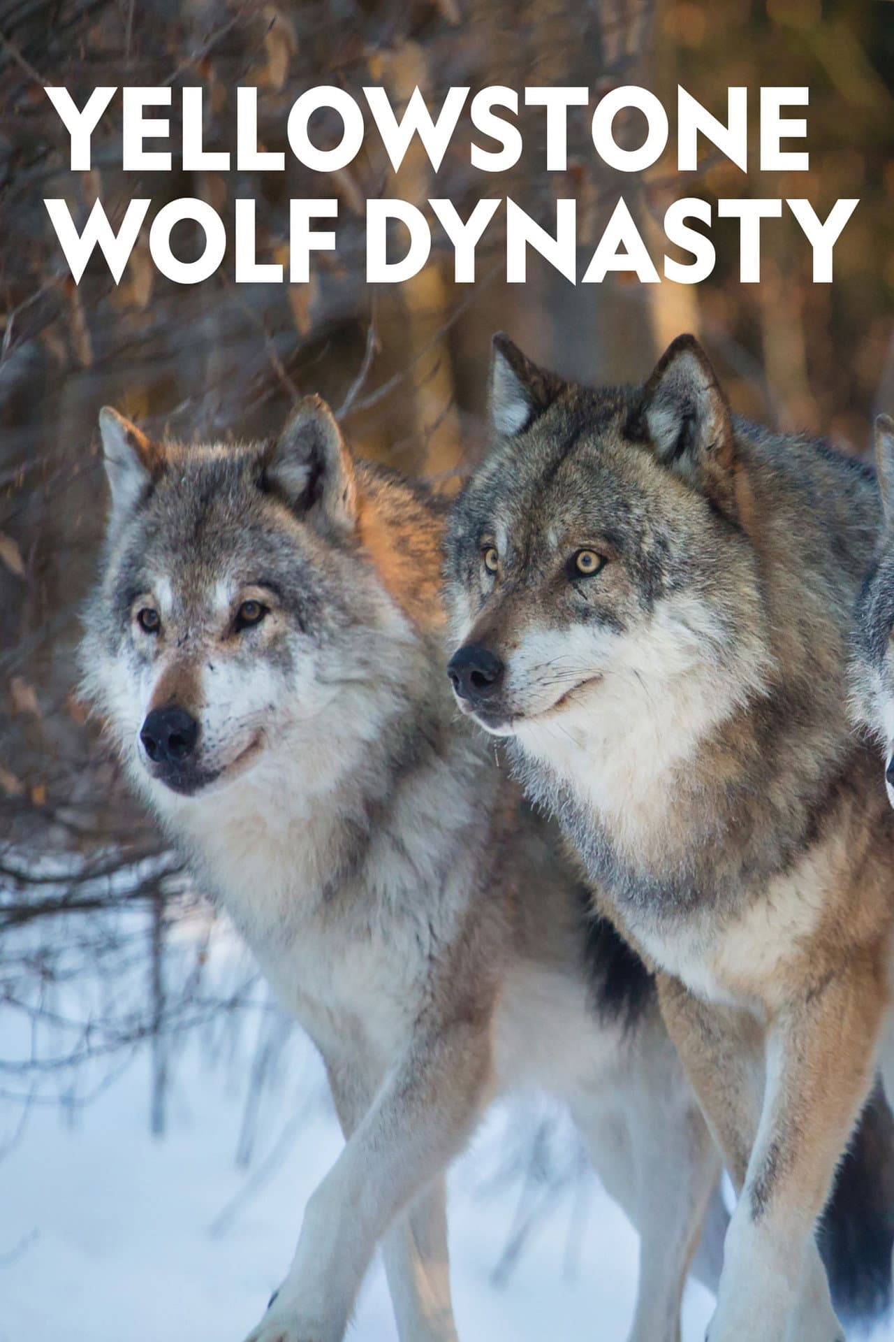 Yellowstone Wolf Dynasty preview 2