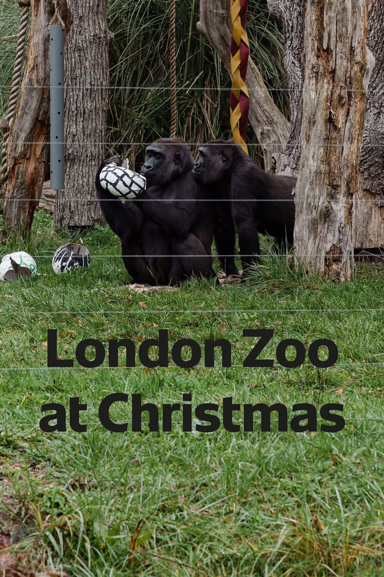 London Zoo at Christmas preview 2