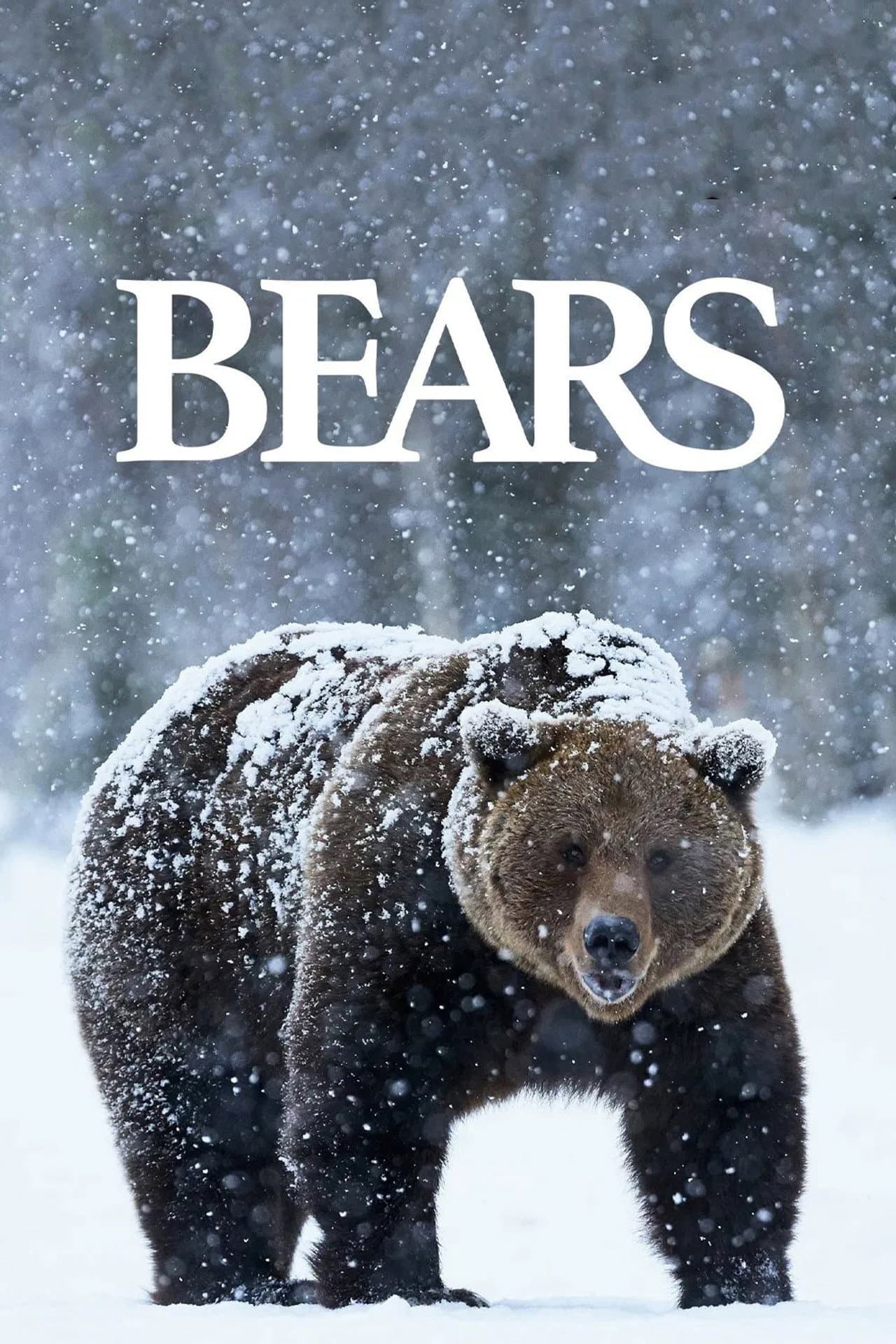 Bears preview 2