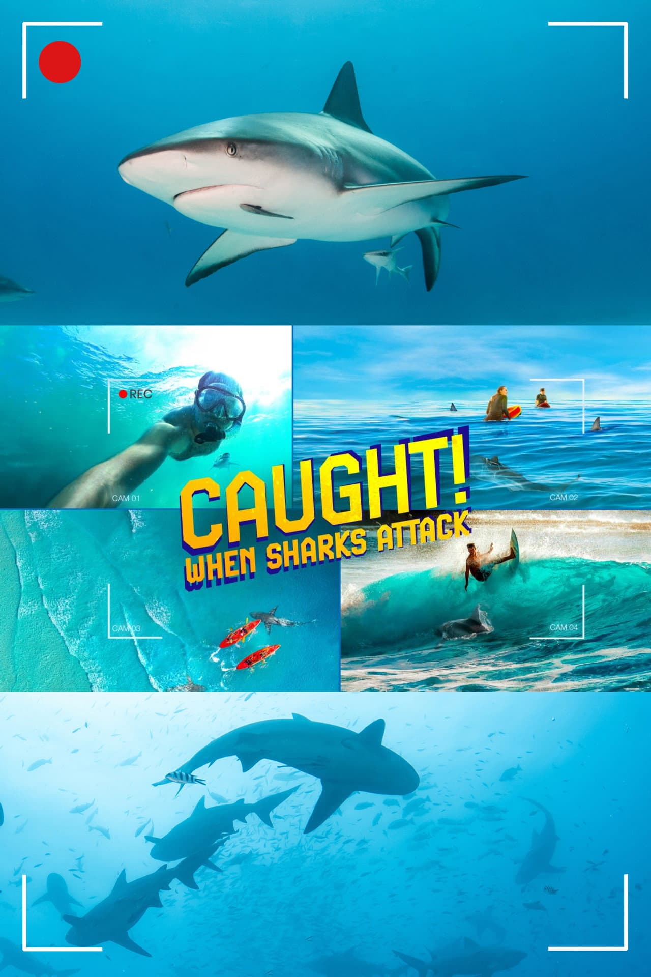 Caught! When Sharks Attack preview 2