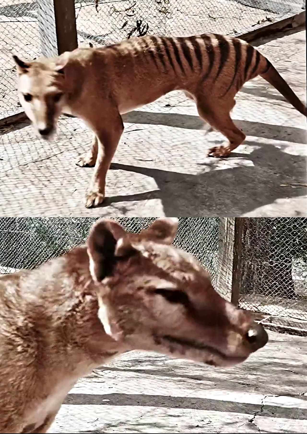 Tasmanian Tiger in Colour preview 1