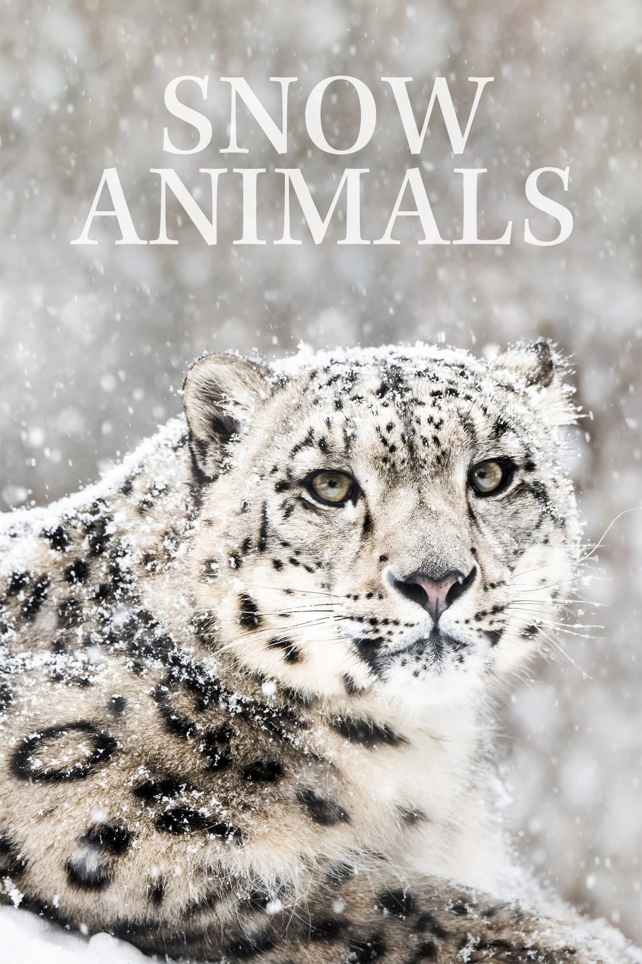 Snow Animals preview 2