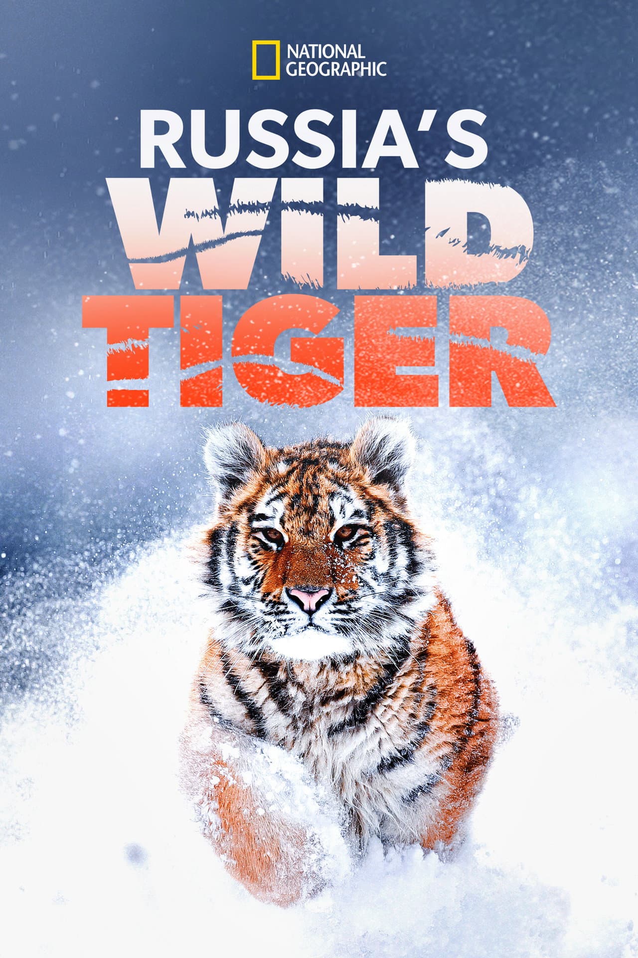 Russia's Wild Tiger preview 2
