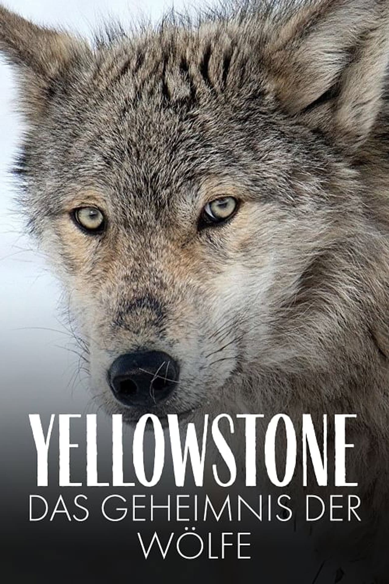 Yellowstone: The Mystery of the Wolves preview 2