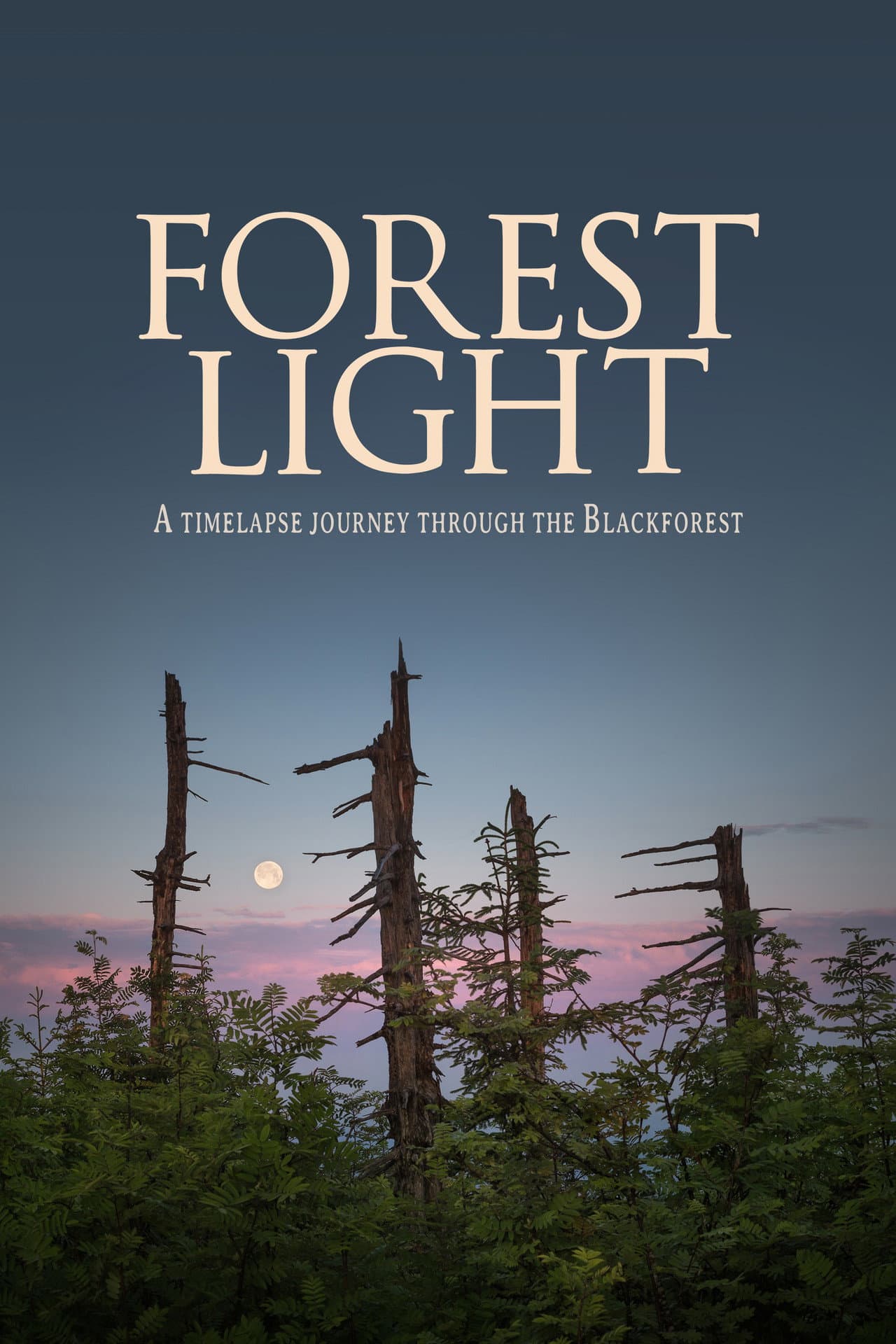 Forest Light preview 1