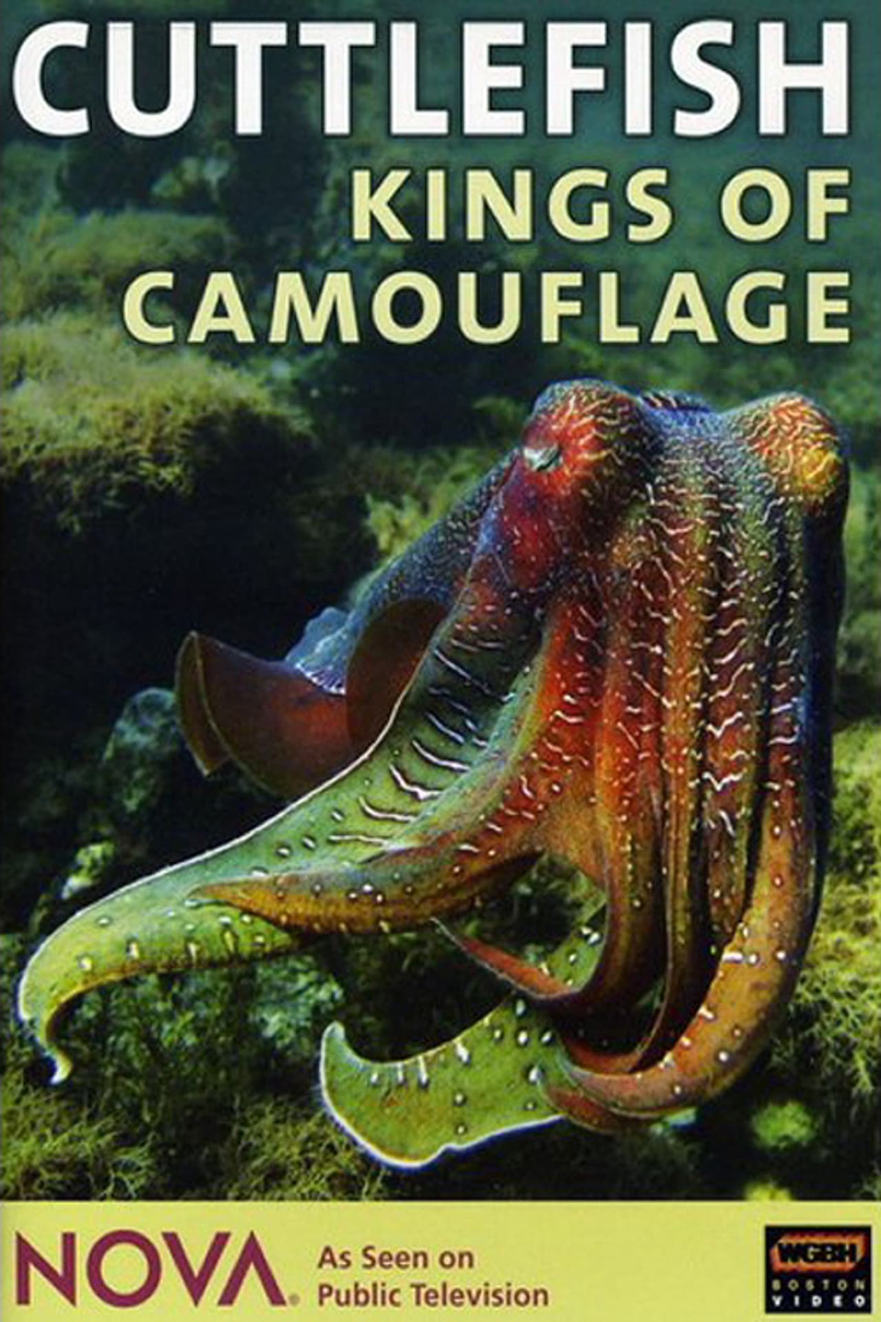 Cuttlefish: Kings of Camouflage preview 2