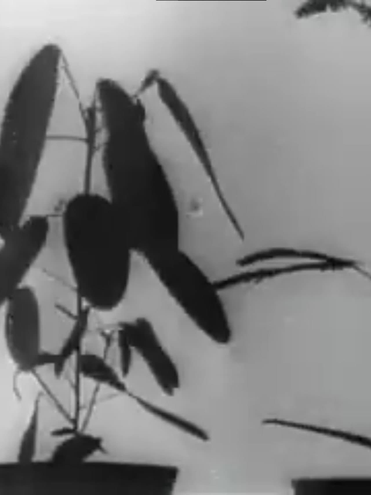 Kinematographische Studien an Impatiens, Vicia, Tulipa, Mimosa und Desmodium von W. Pfeffer (1898-1900) preview 1
