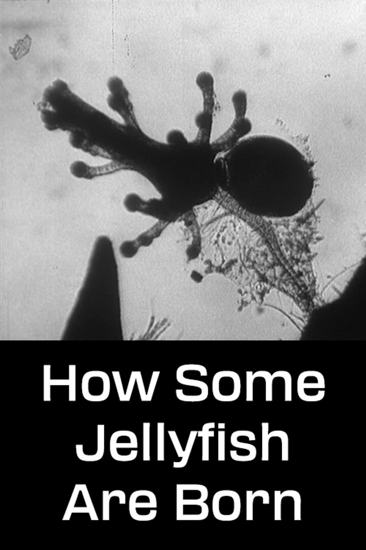 How Some Jellyfish Are Born preview 1