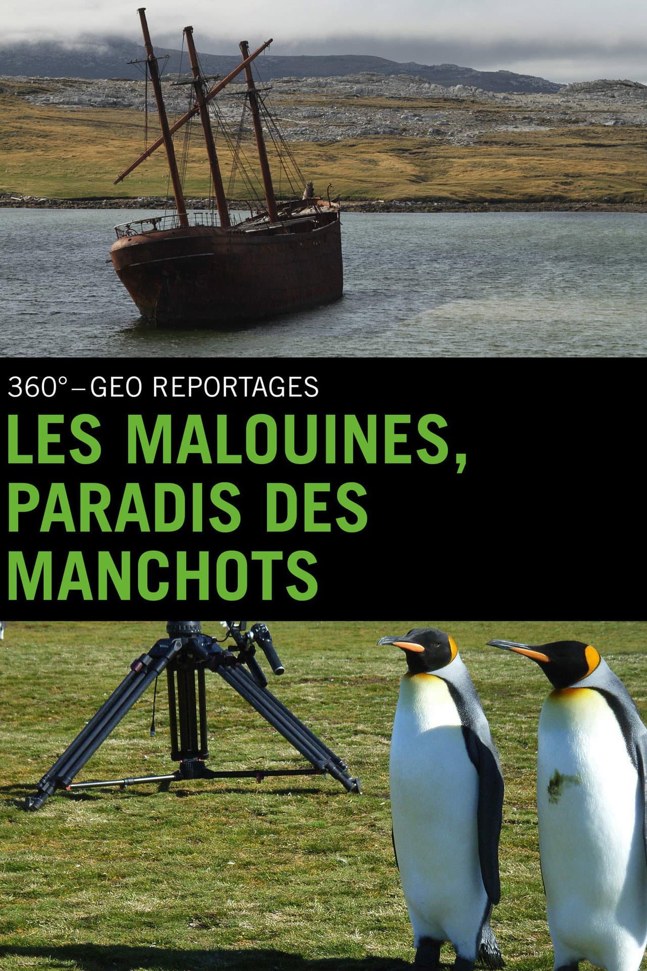 Falklandinseln : Pinguine auf dem Vormarsch preview 2