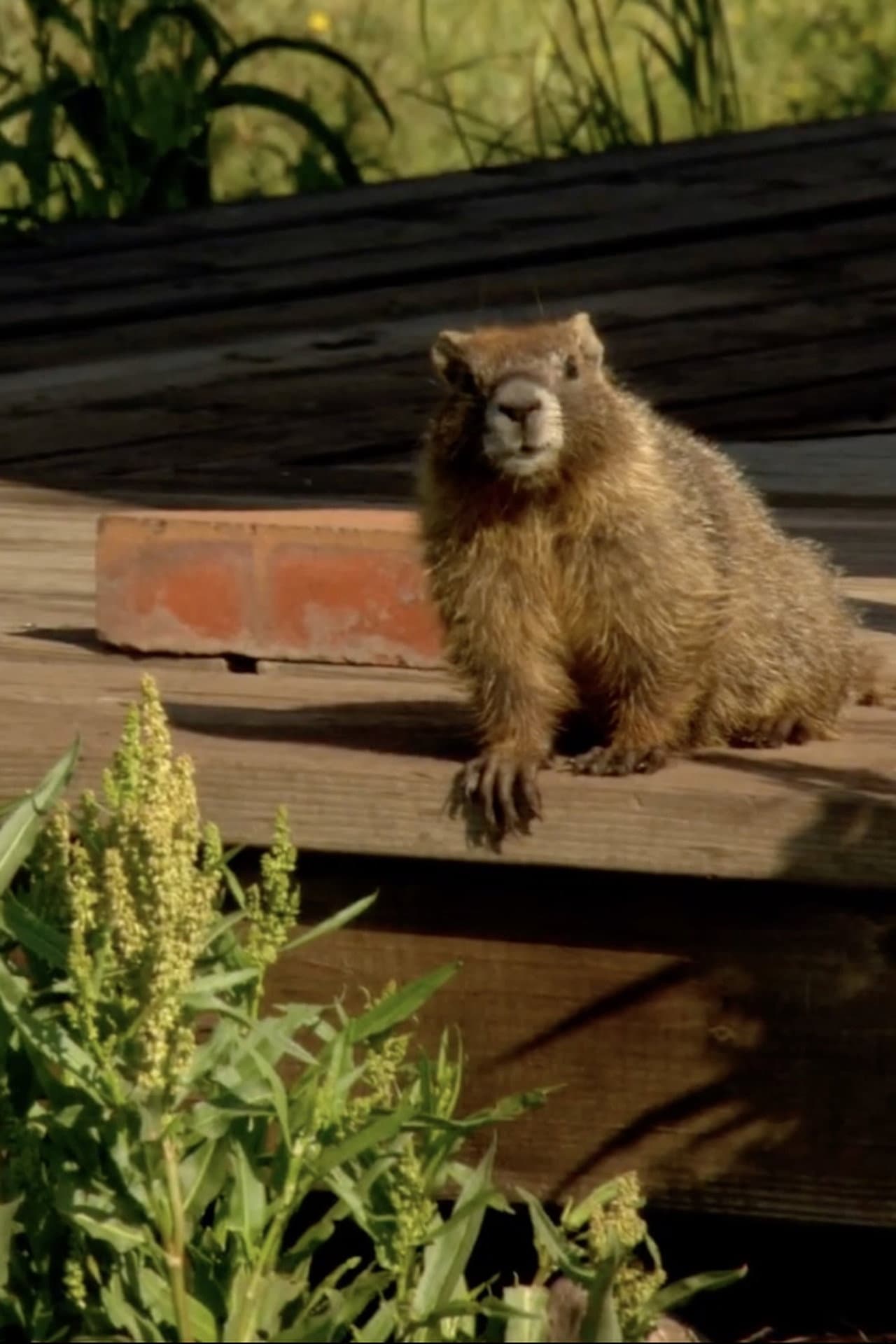 The Study Of Groundhogs: A Real Life Look At Marmots preview 2
