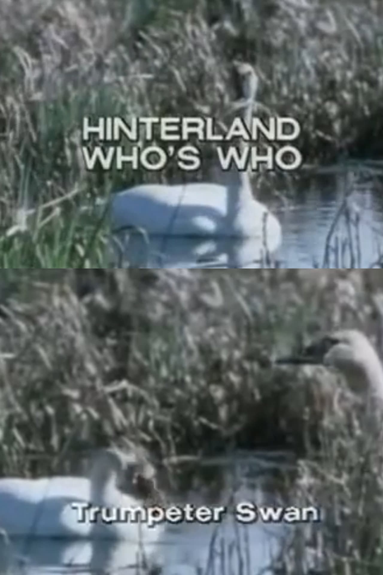 Hinterland Who's Who: Trumpeter Swan preview 1