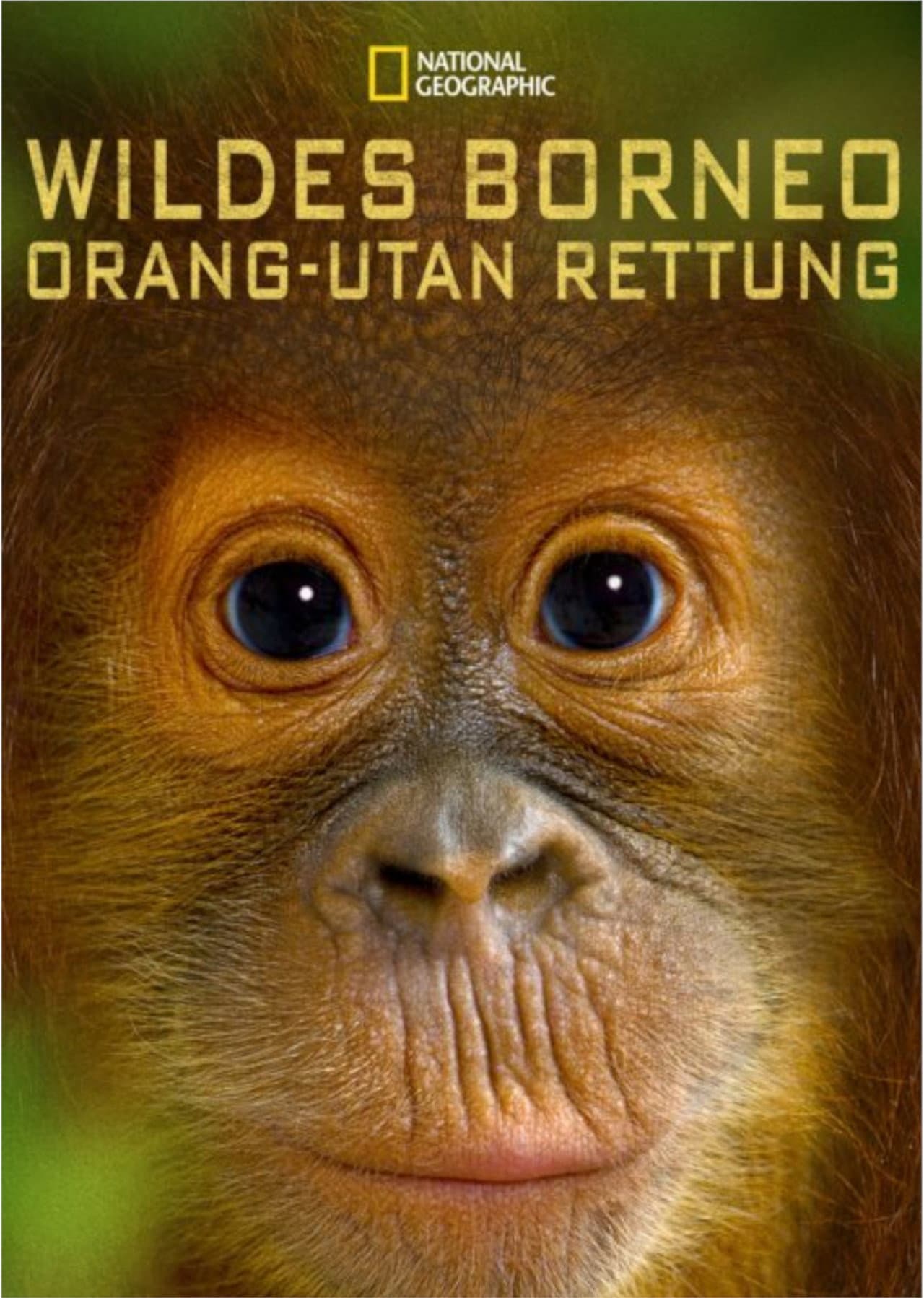 Orangutan Rescue - Back to The Wild preview 2
