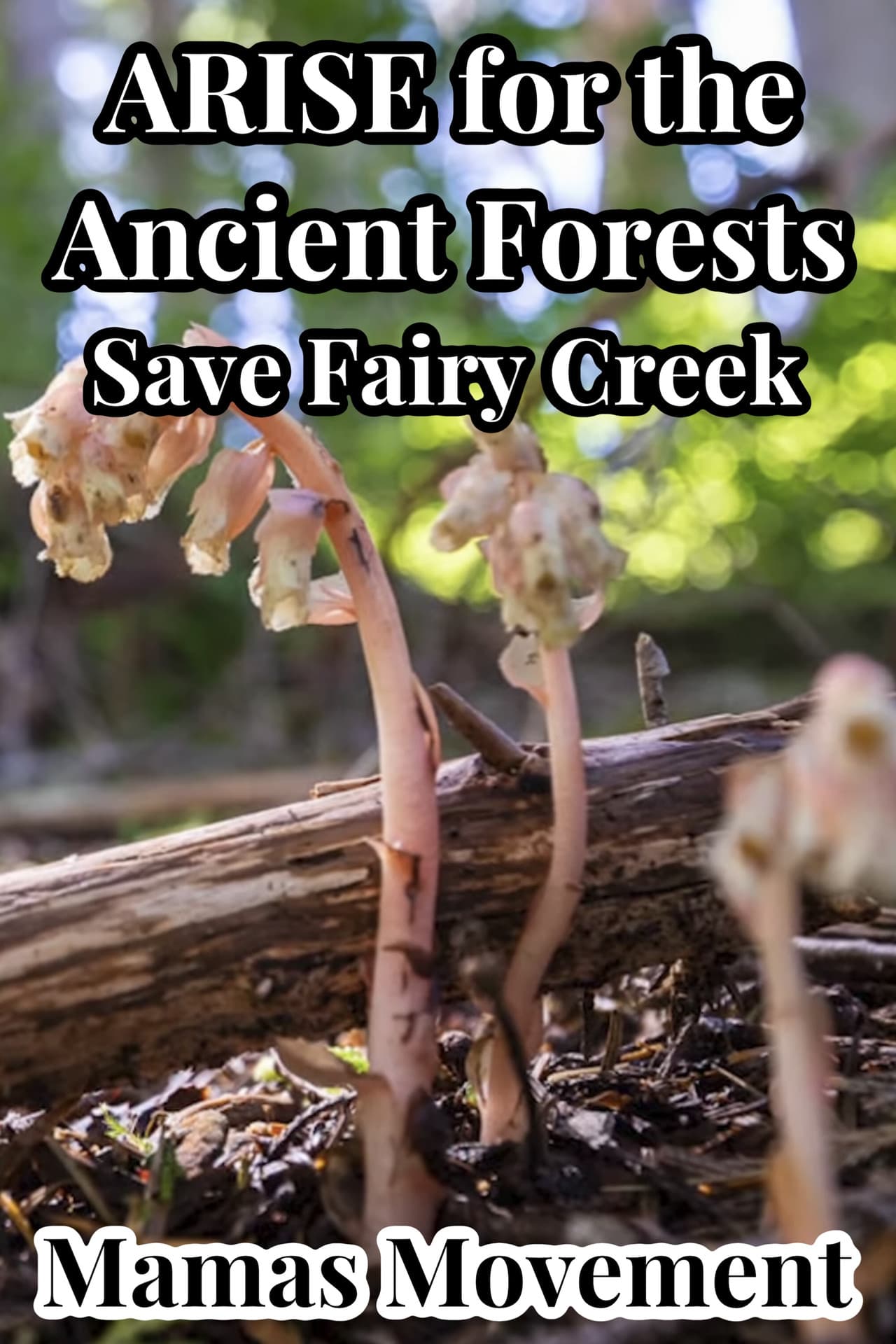 ARISE for the Ancient Forests | Save Fairy Creek preview 1