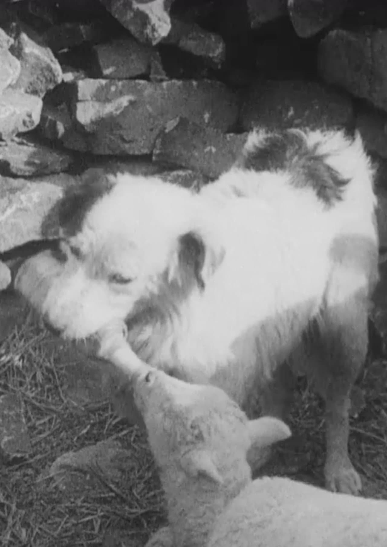 Sheep Dog preview 2