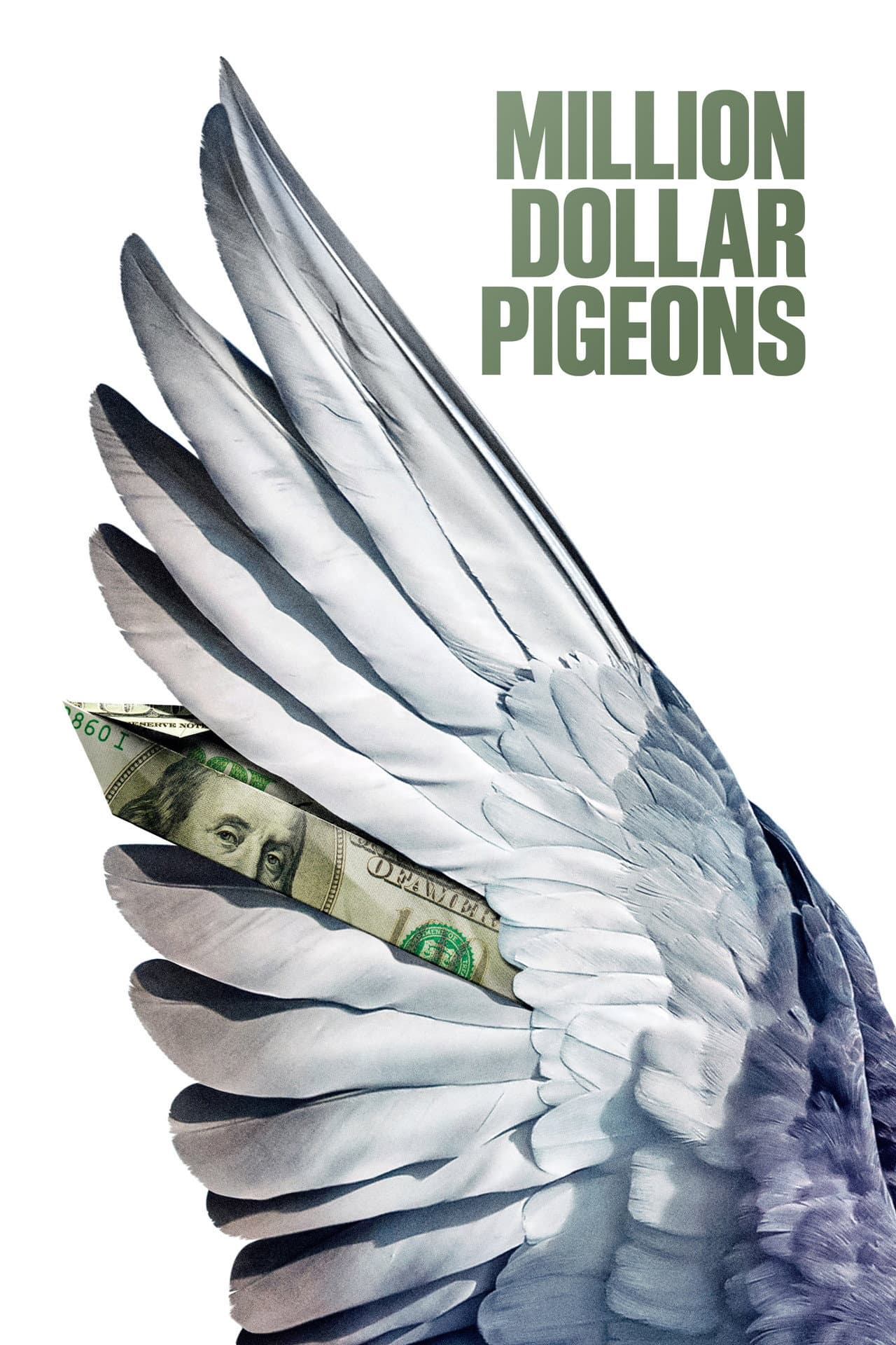 Million Dollar Pigeons preview 2