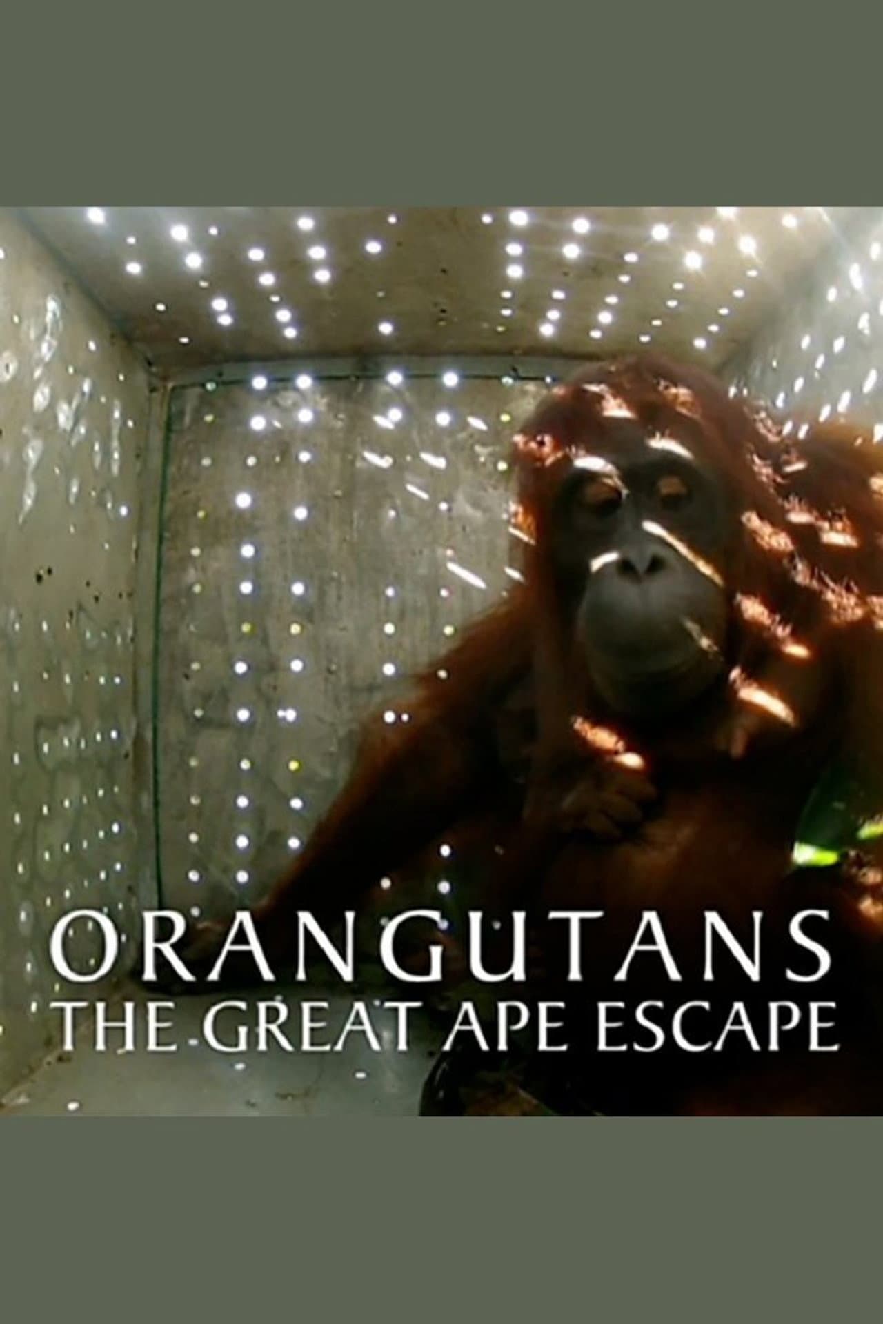 Orangutans: The Great Ape Escape preview 1