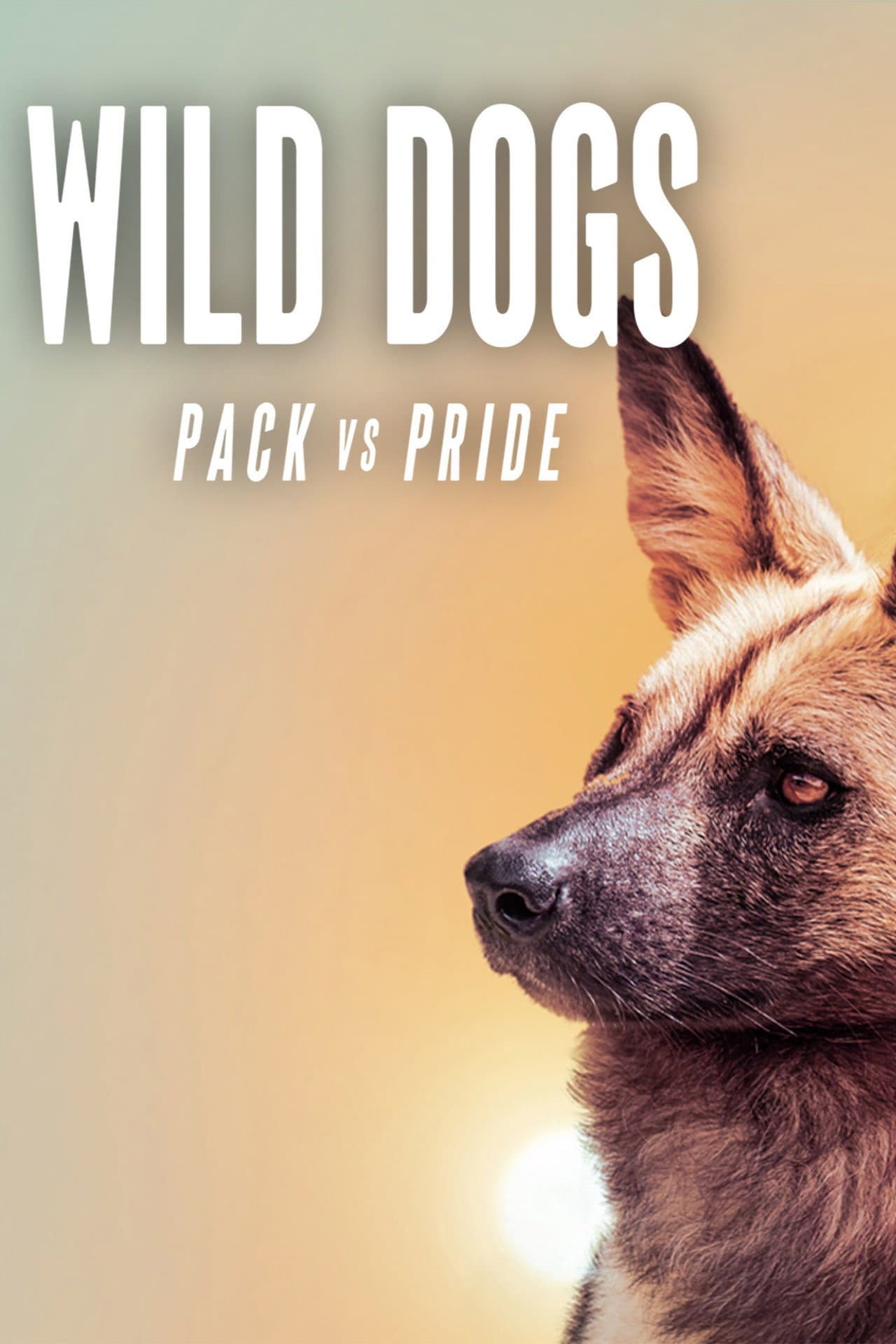 Wild Dogs: Packs Vs. Pride preview 2