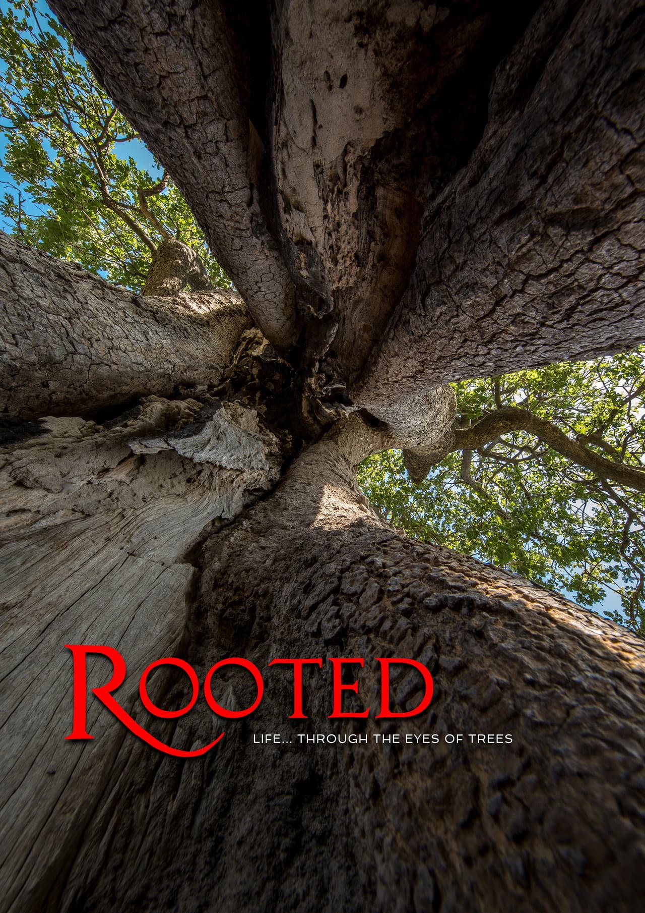 Rooted preview 2