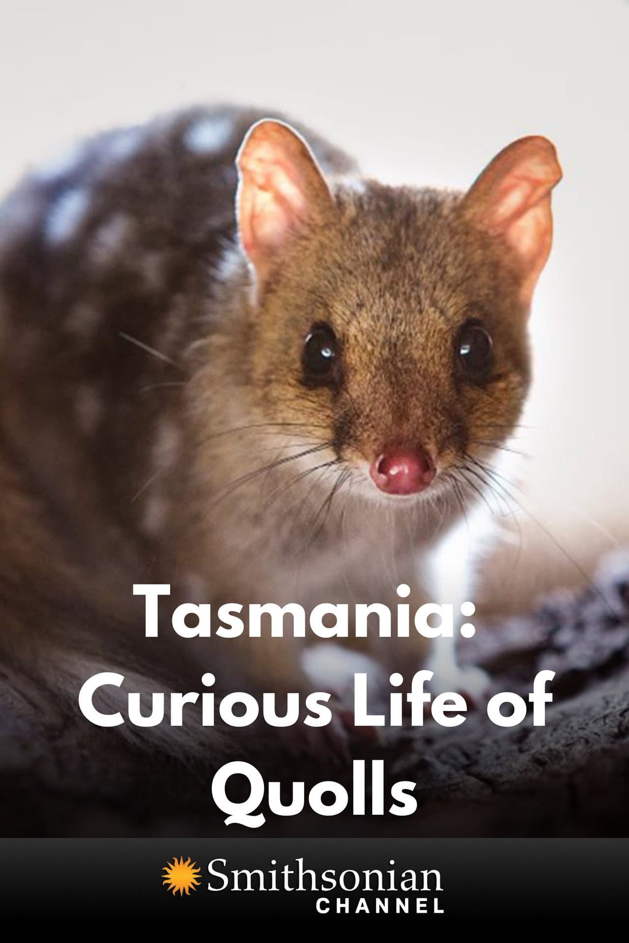 Tasmania: Curious Life of Quolls preview 1