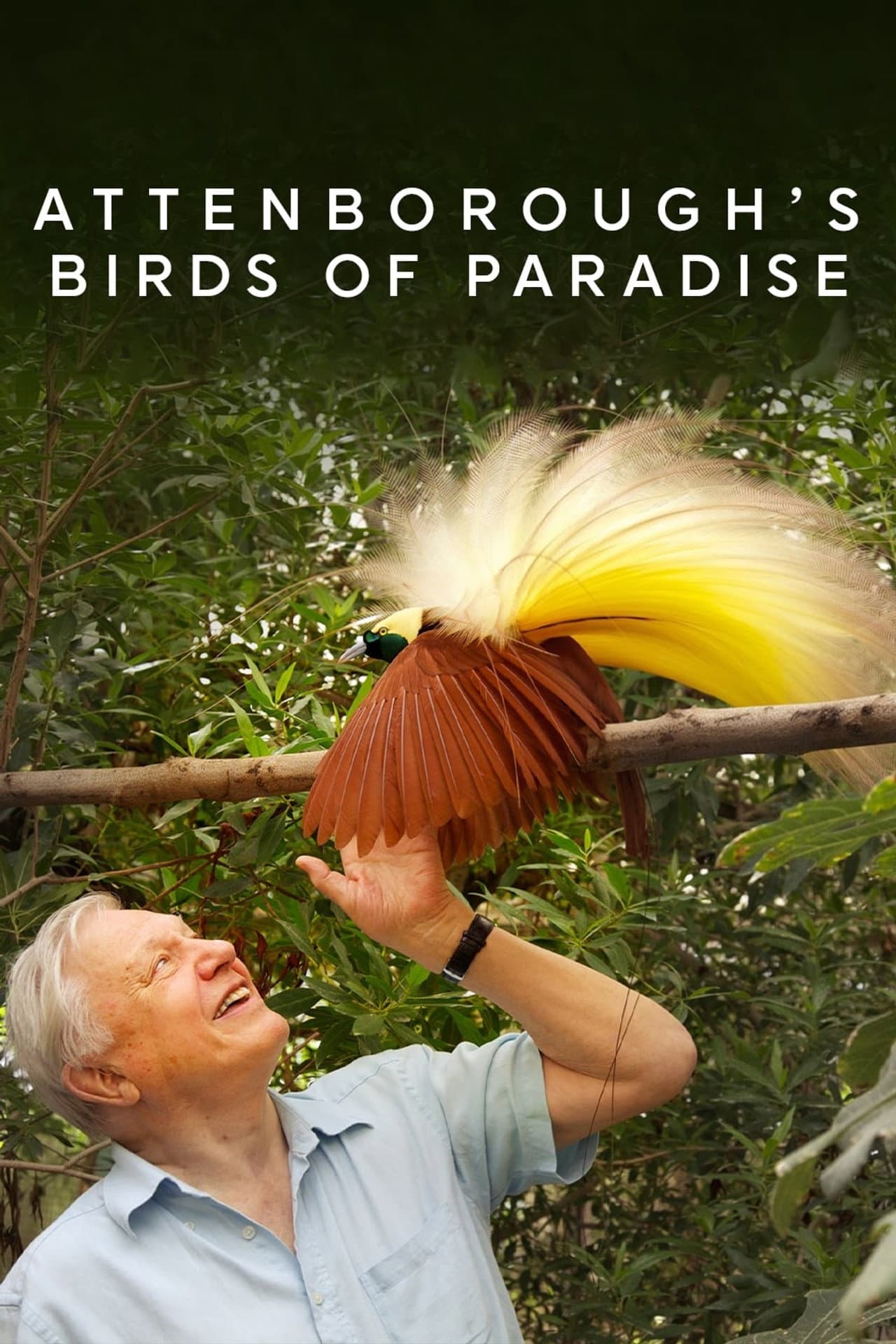 Birds of Paradise preview 2