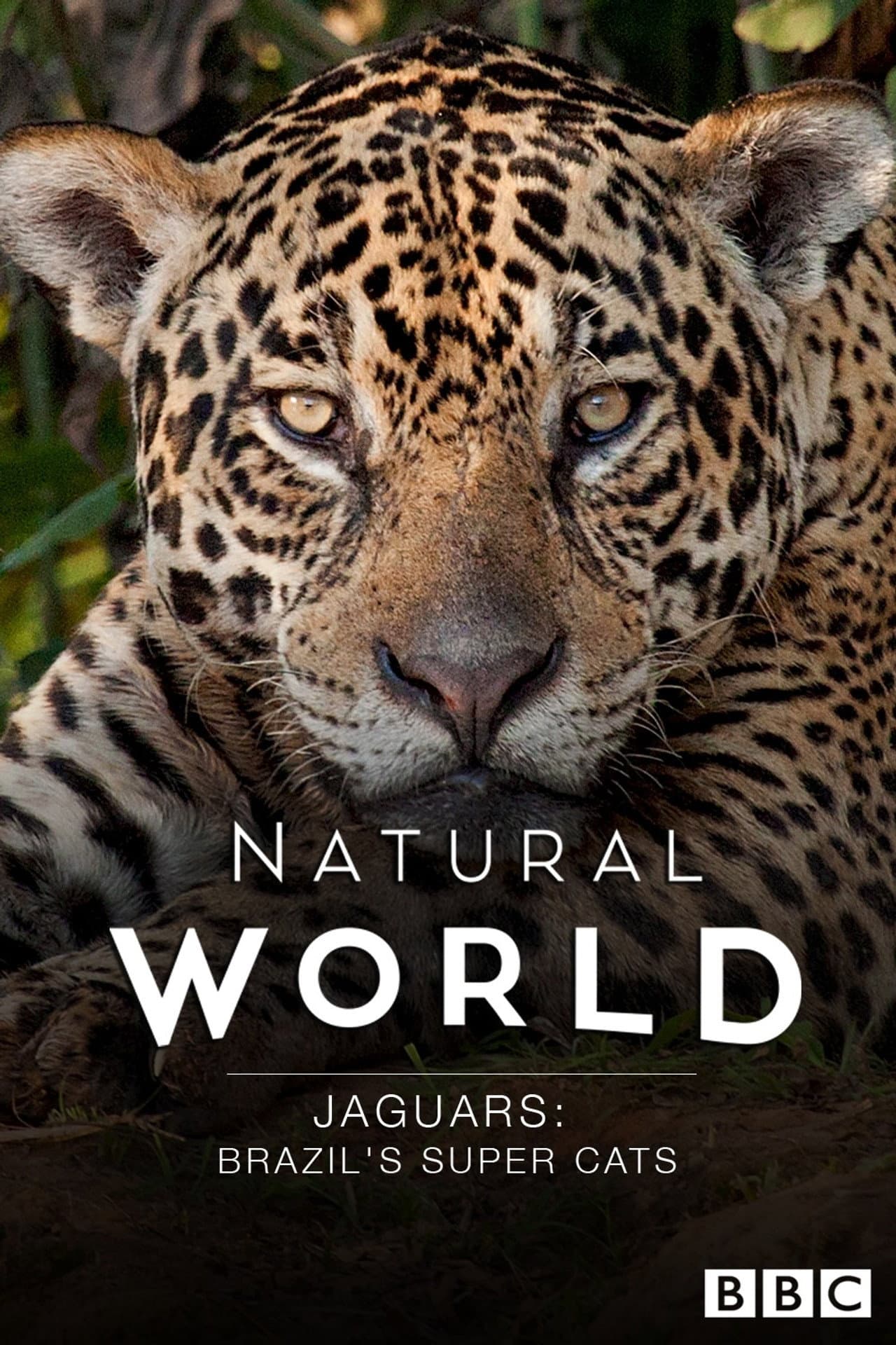 Jaguars: Brazil's Super Cats preview 1