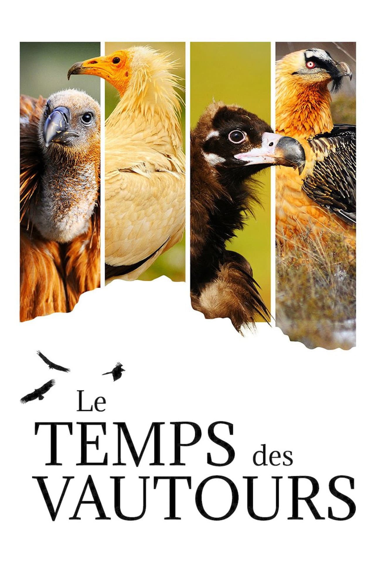 Le Temps des vautours preview 2